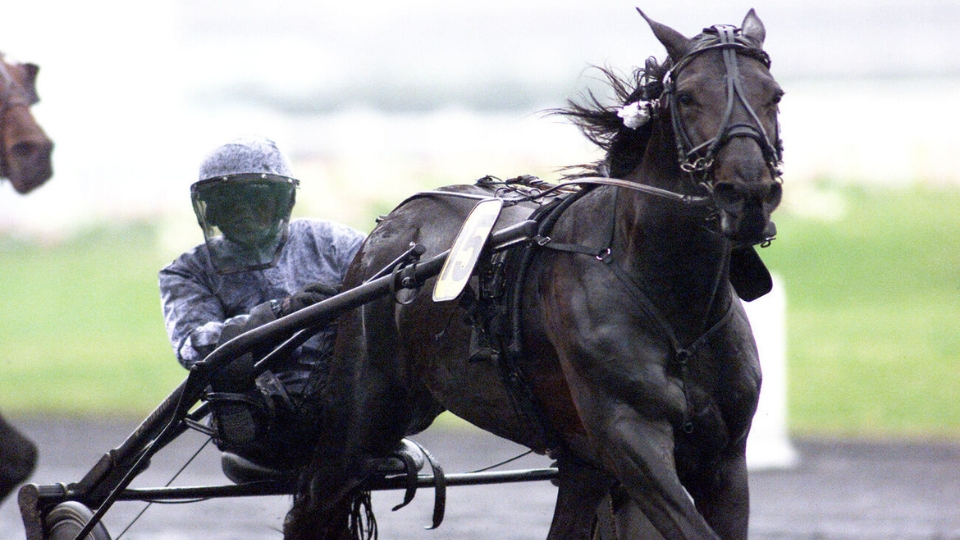 Abano As, un trotteur à la robe  - © ScoopDyga