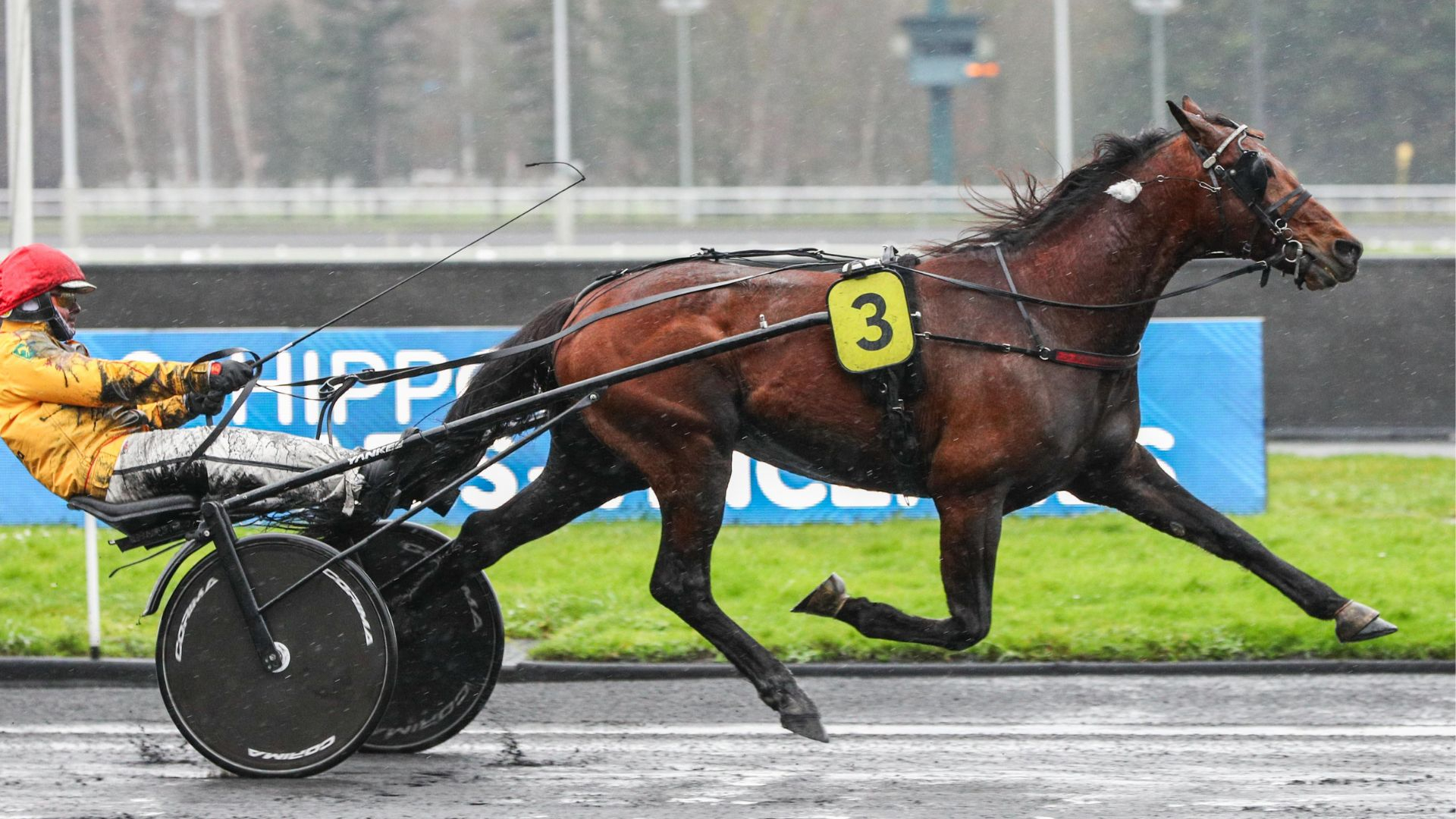 Always Ek lors d'un succès à Vincennes - © ScoopDyga