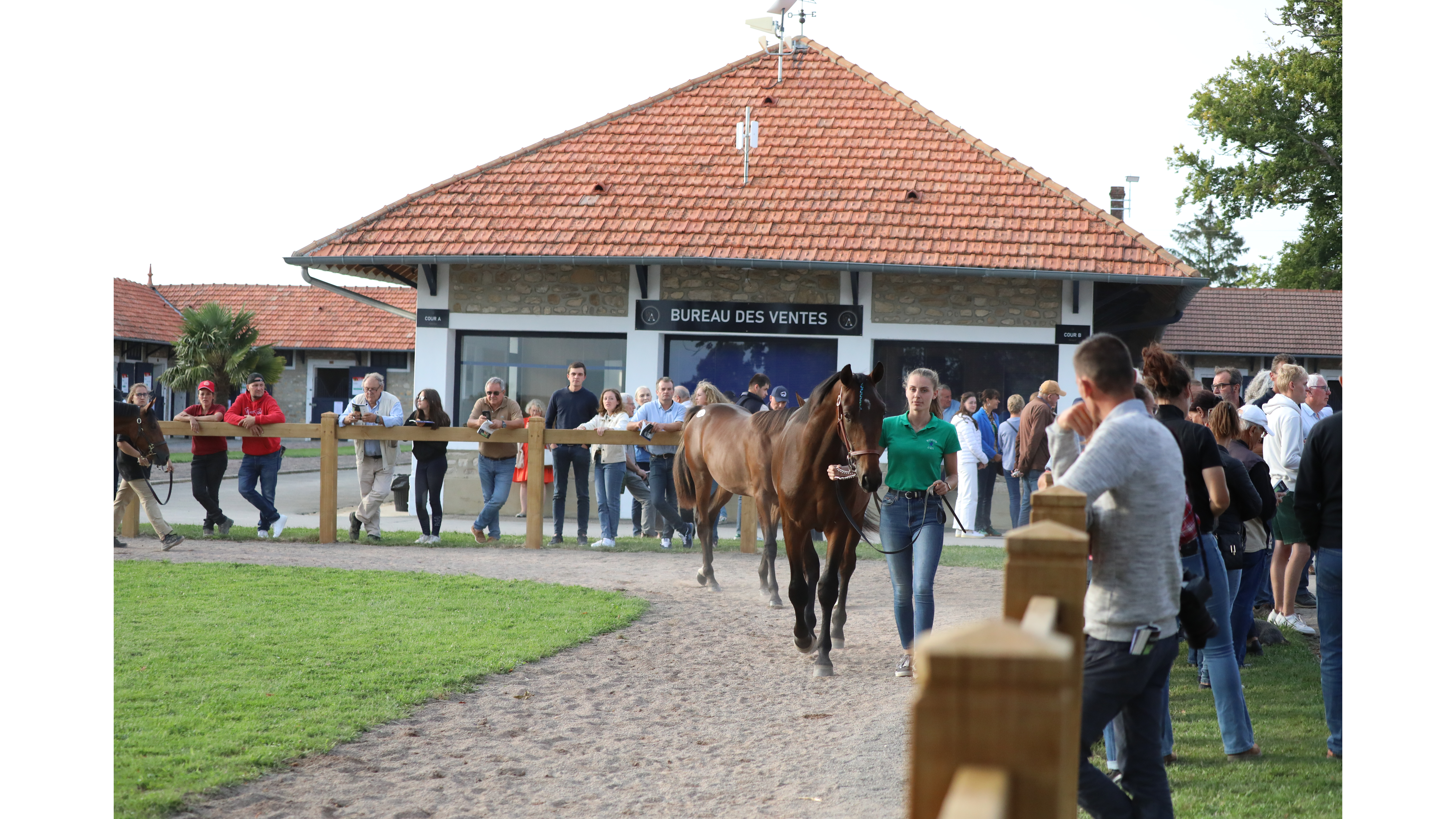Jour de ventes au Haras de Bois Roussel - © P. Lefaucheux/PC