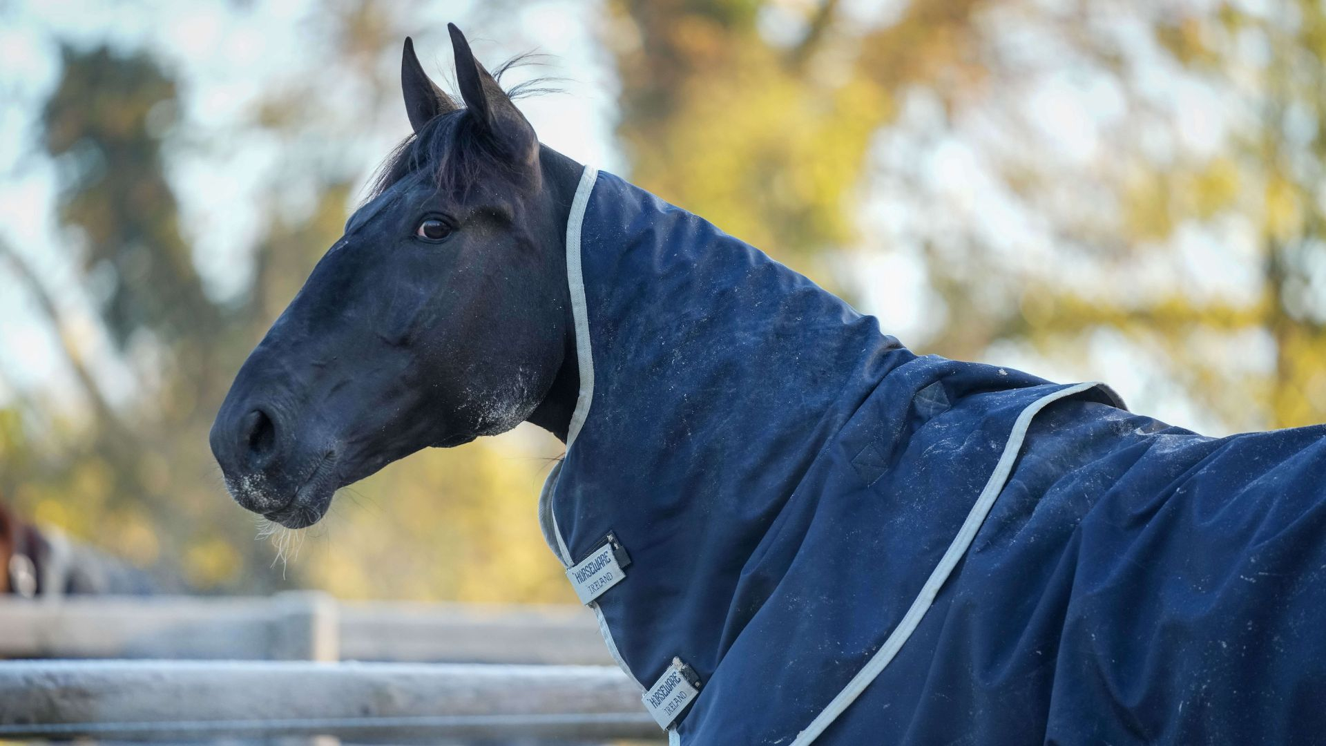 Borups Victory - ©Scoopdyga