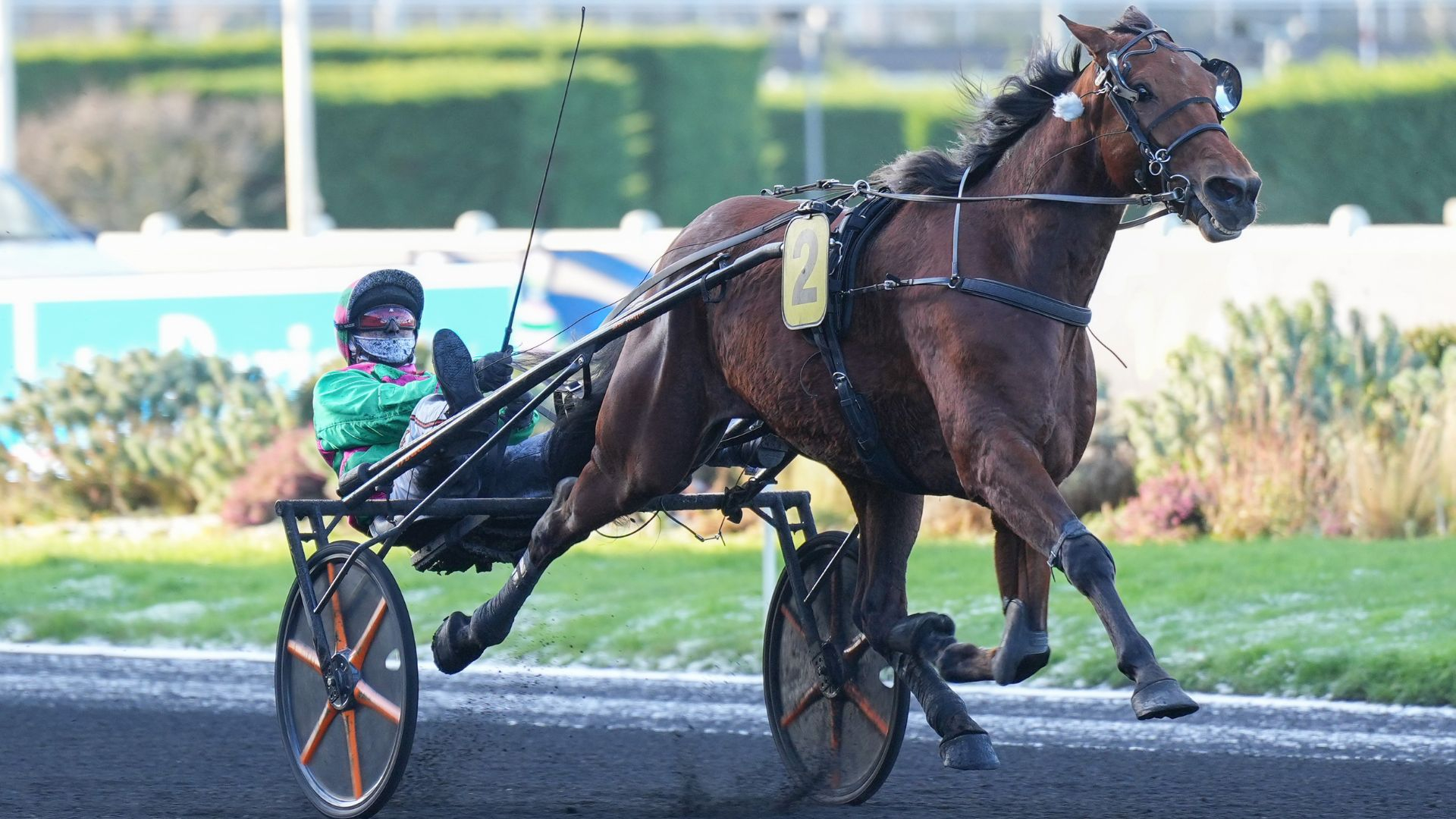 Cobra Killer Gar - ©Aprh