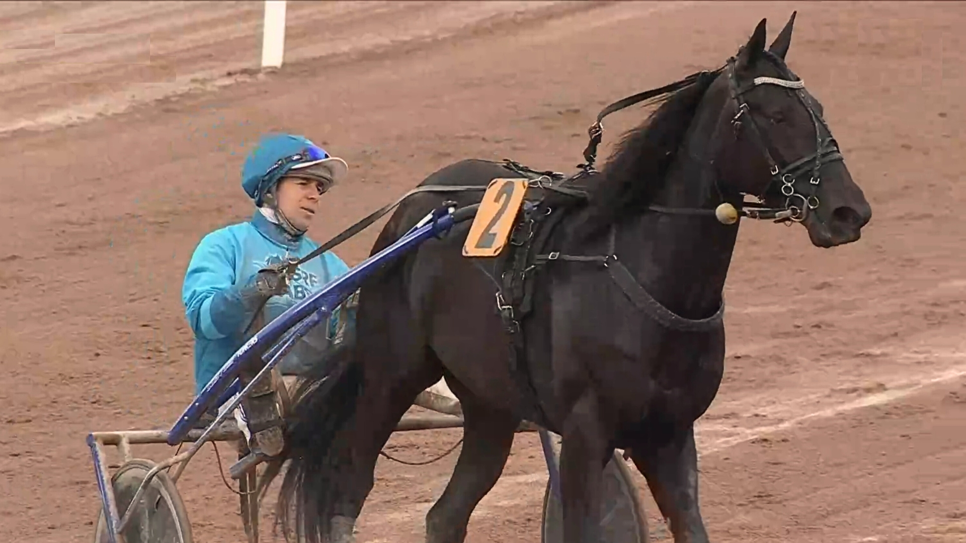 Competivo après son succès du jour - © Equidia