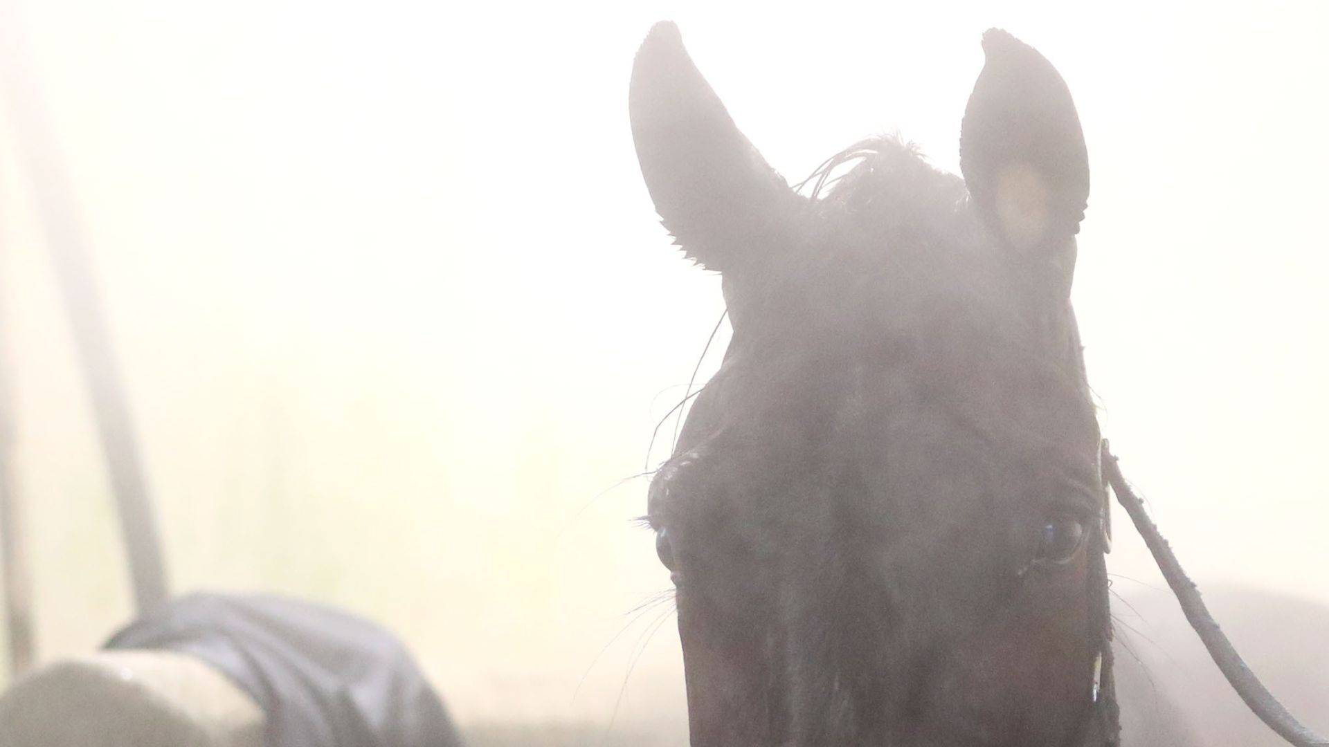 Trotteur à la douche - ©Scoopdyga