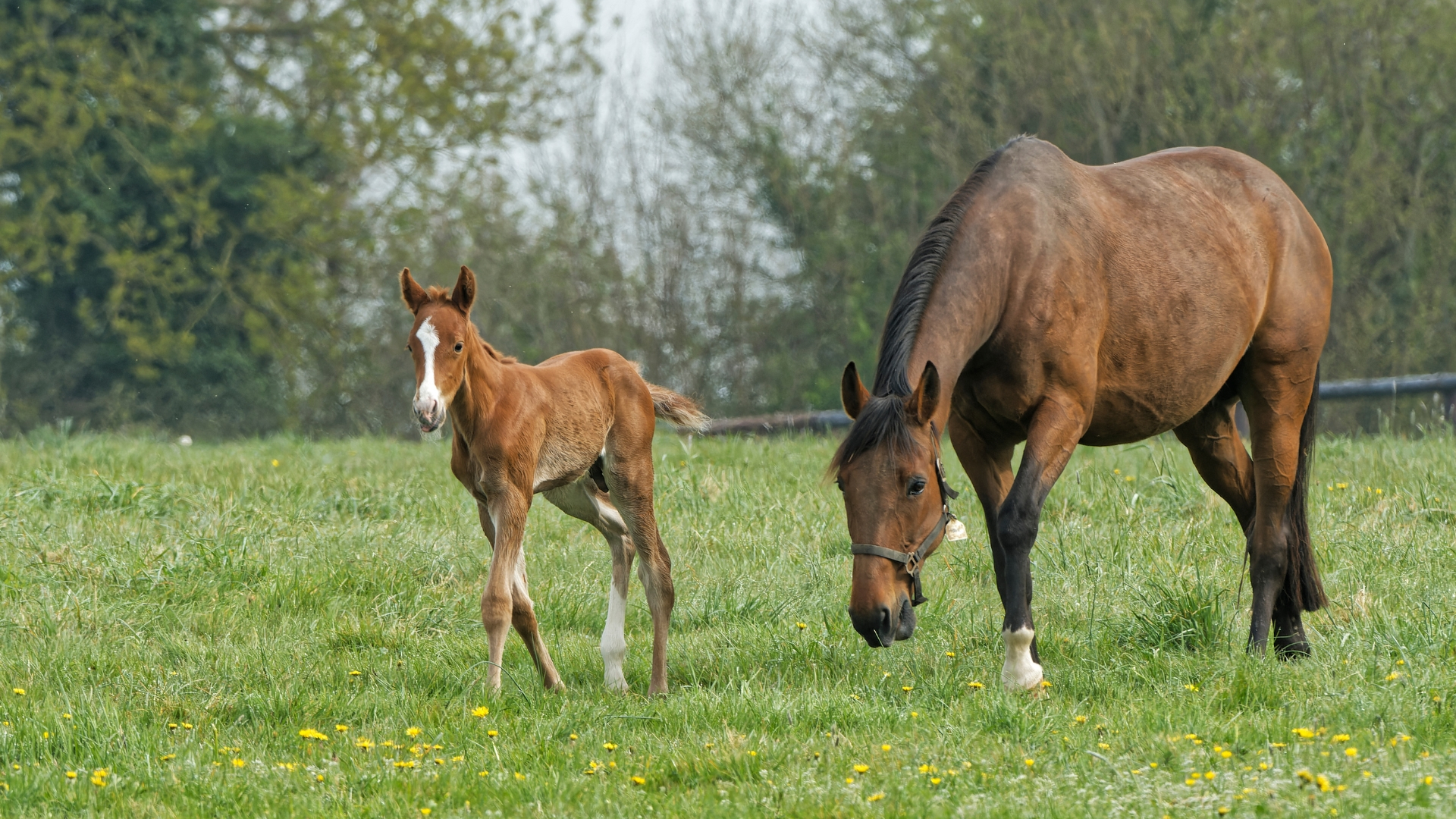 Un foal et sa mère - © JLL - SETF
