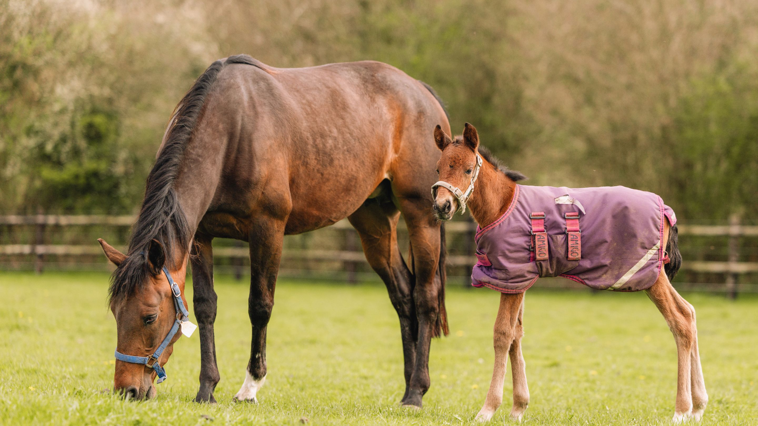 Meetic des Forges avec sa femelle d'Horsy Dream - © E. Fossard