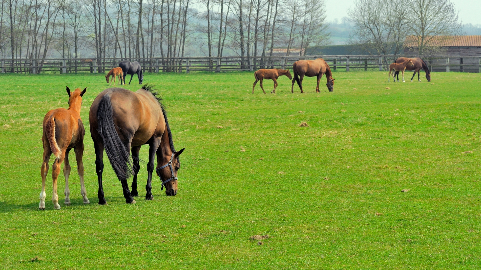 Scène d'élevage - © JLL - SETF