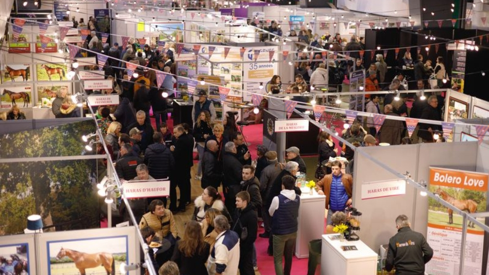 Expo Étalons, c'est vendredi prochain - ©MelissaDelalande-ArqanaTrot