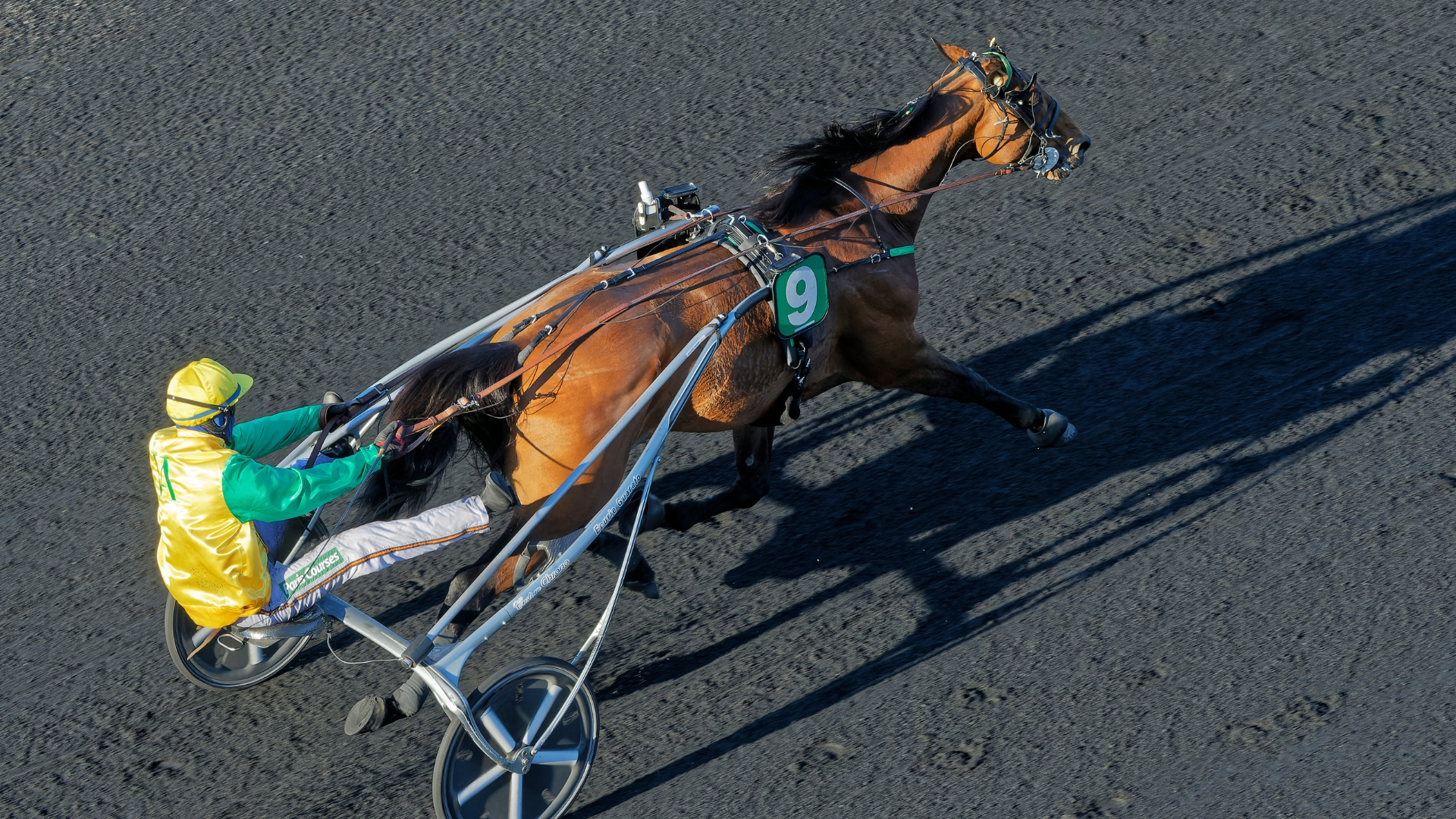 Face Time Bourbon sur l'hippodrome Paris-Vincennes © JLL - SETF