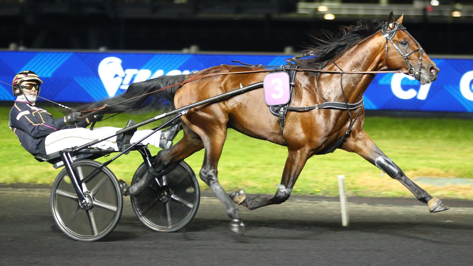 Fragolino Rosso, vainqueur à Vincennes le 25 septembre - © ScoopDyga