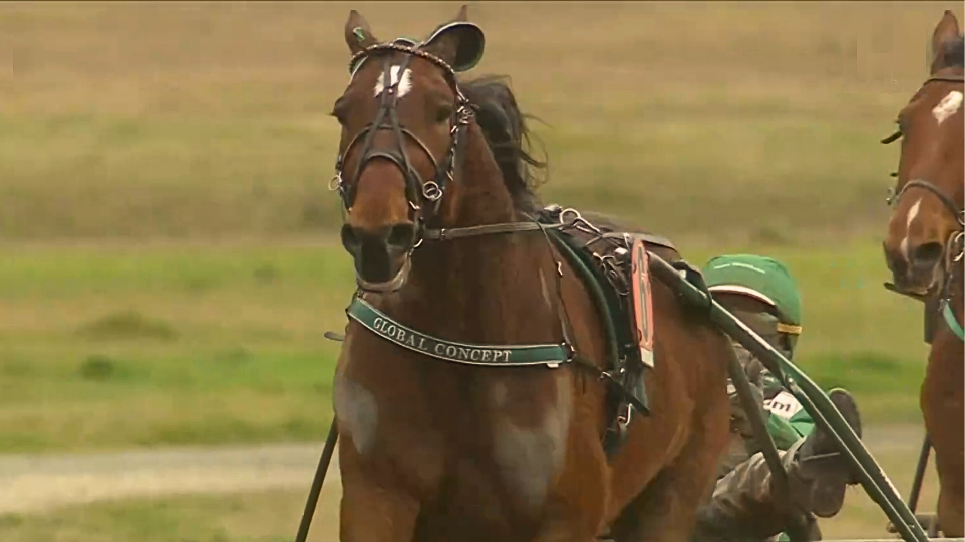 La supériorité évidente de Global Concept - © Equidia