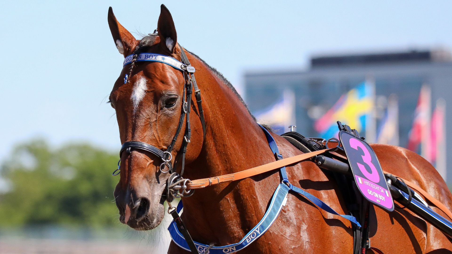 Go On Boy - ©PL-Province Courses