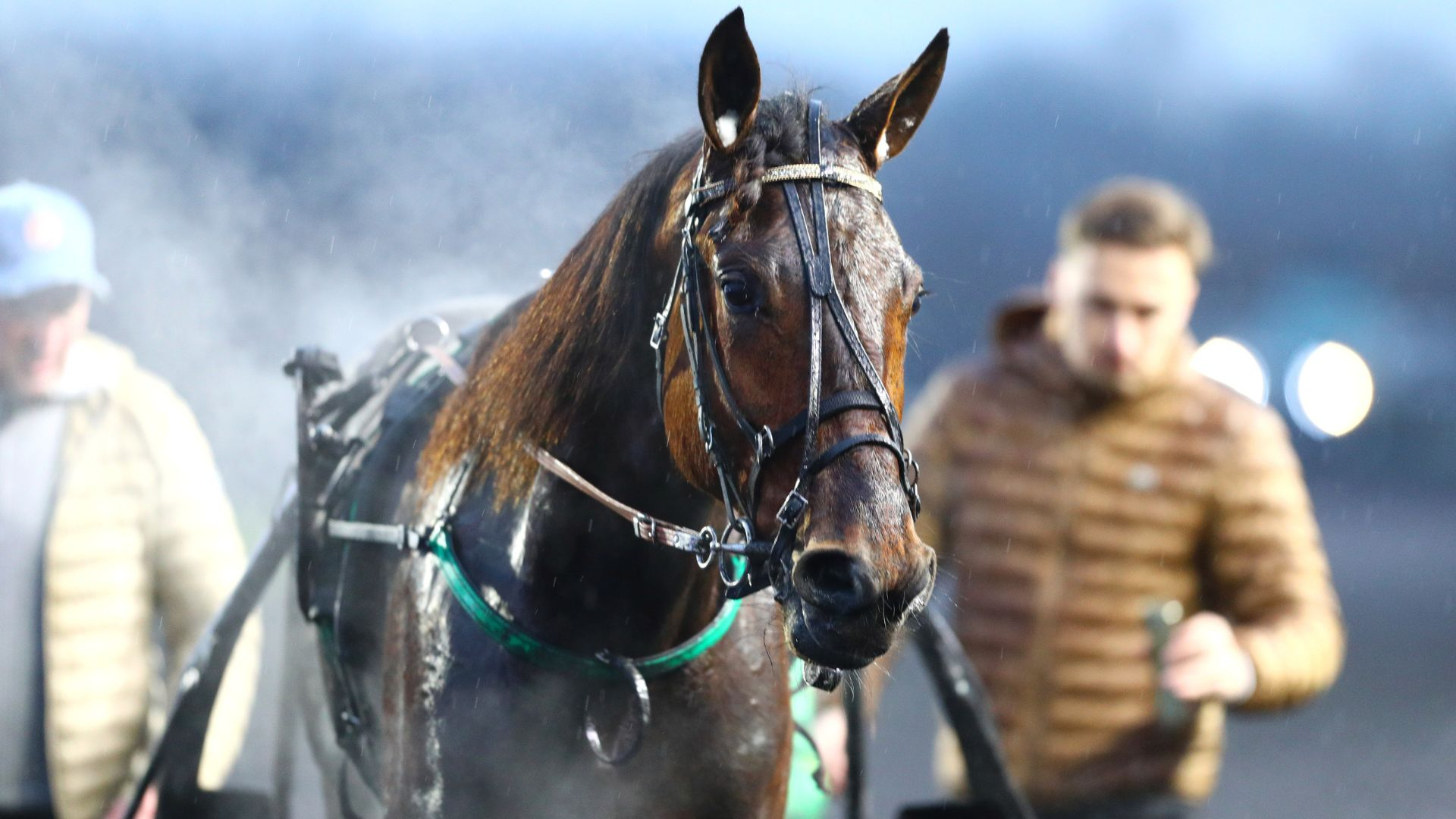 Golden Gio, un des quatre vainqueurs de Face Time Bourbon - ©Aprh