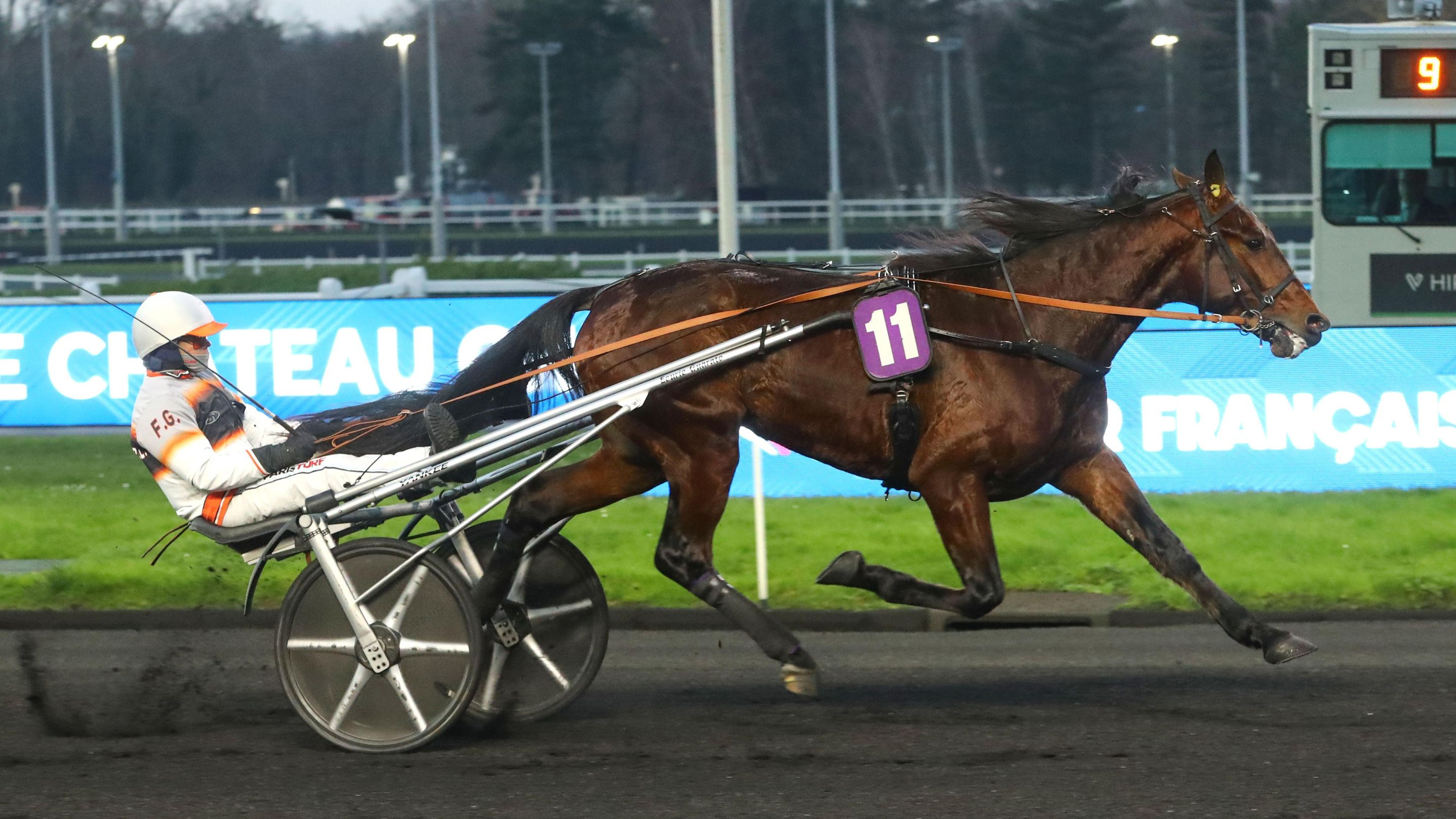 Golden Gio, candidat au Prix Ourasi - © ScoopDyga