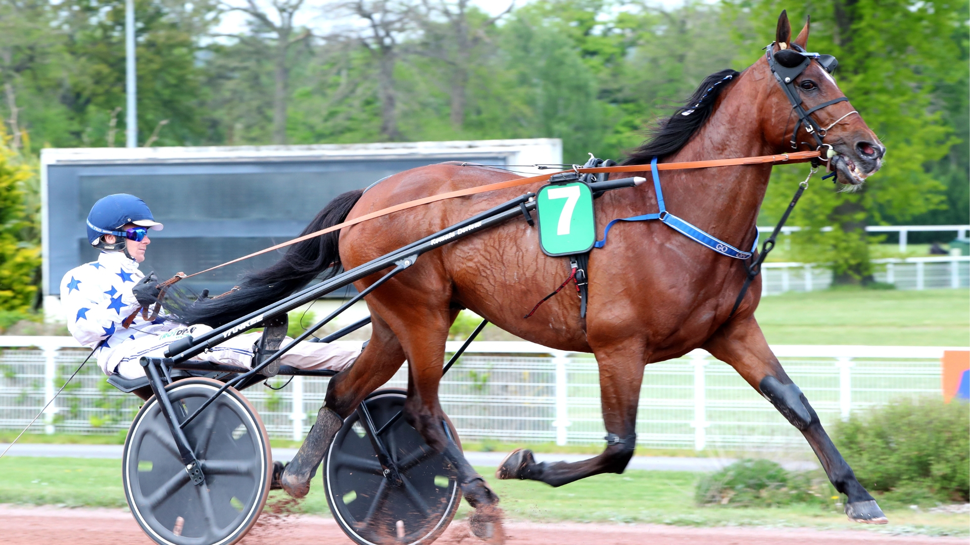 Go On Boy, un habitué d'Enghien (7 sorties sur le site) - © ScoopDyga