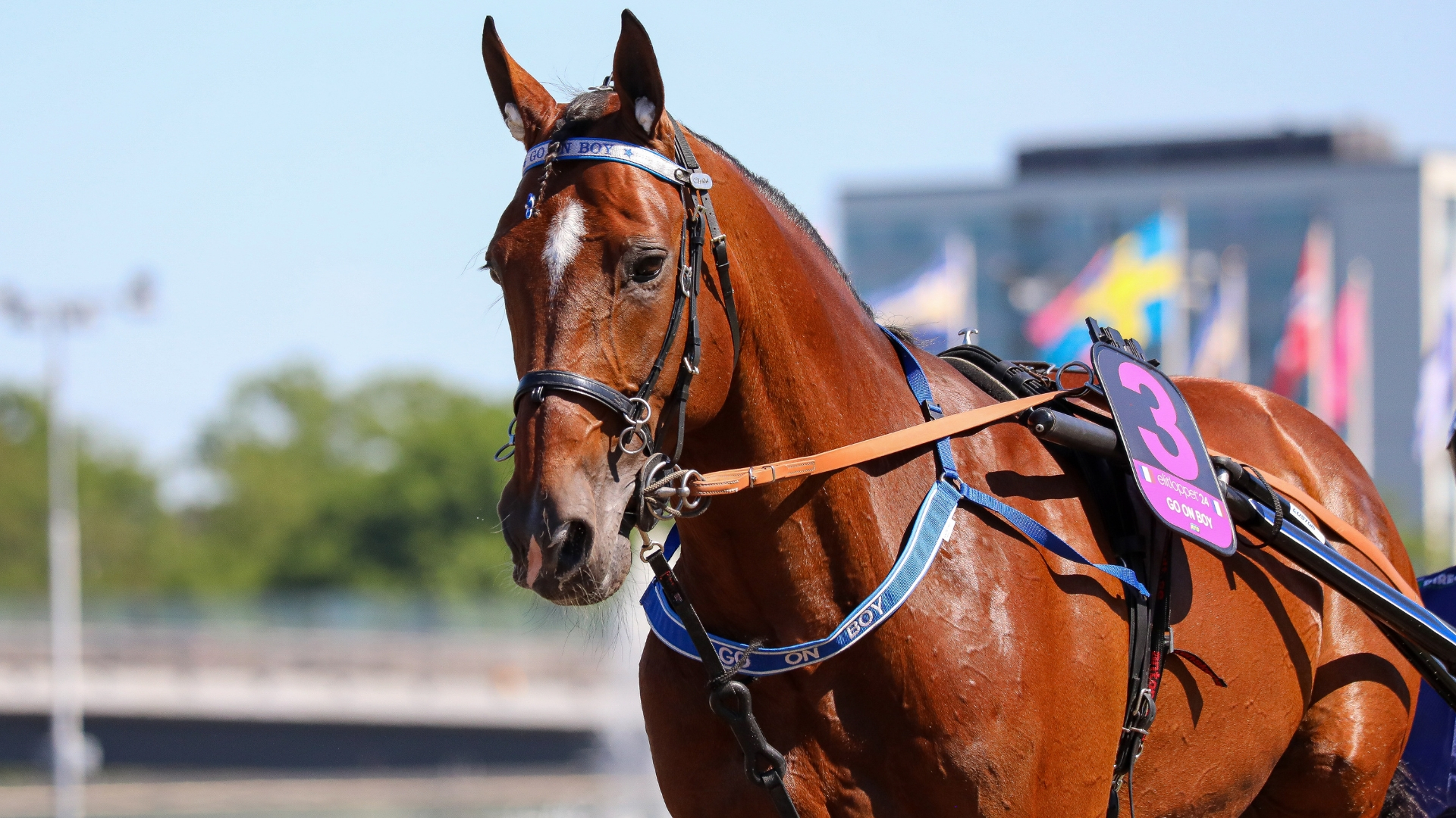 Go On Boy à Solvalla (en 2024) - © Province Courses