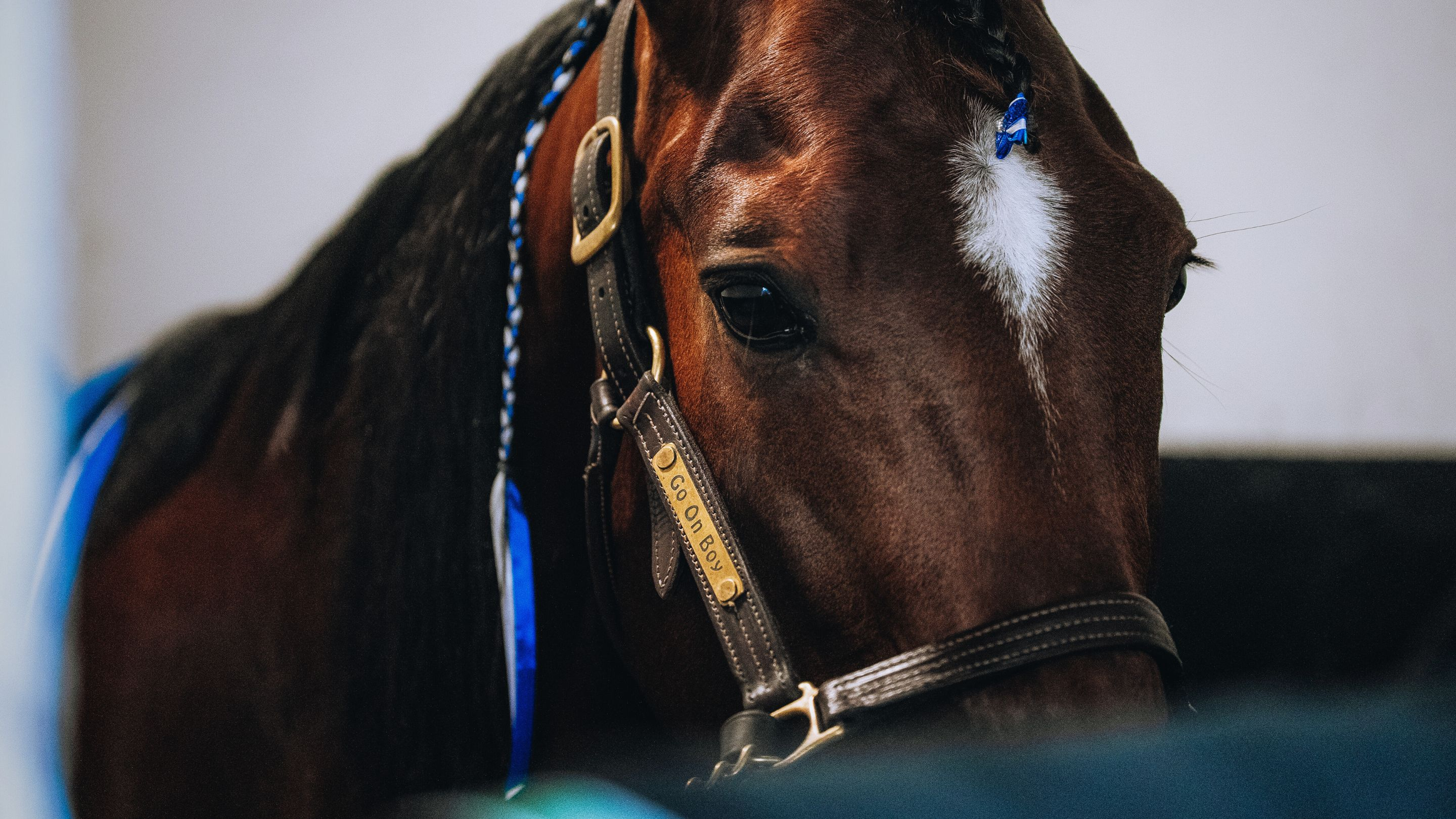 Go On Boy dans son box à Vincennes - © A. Zona/SETF