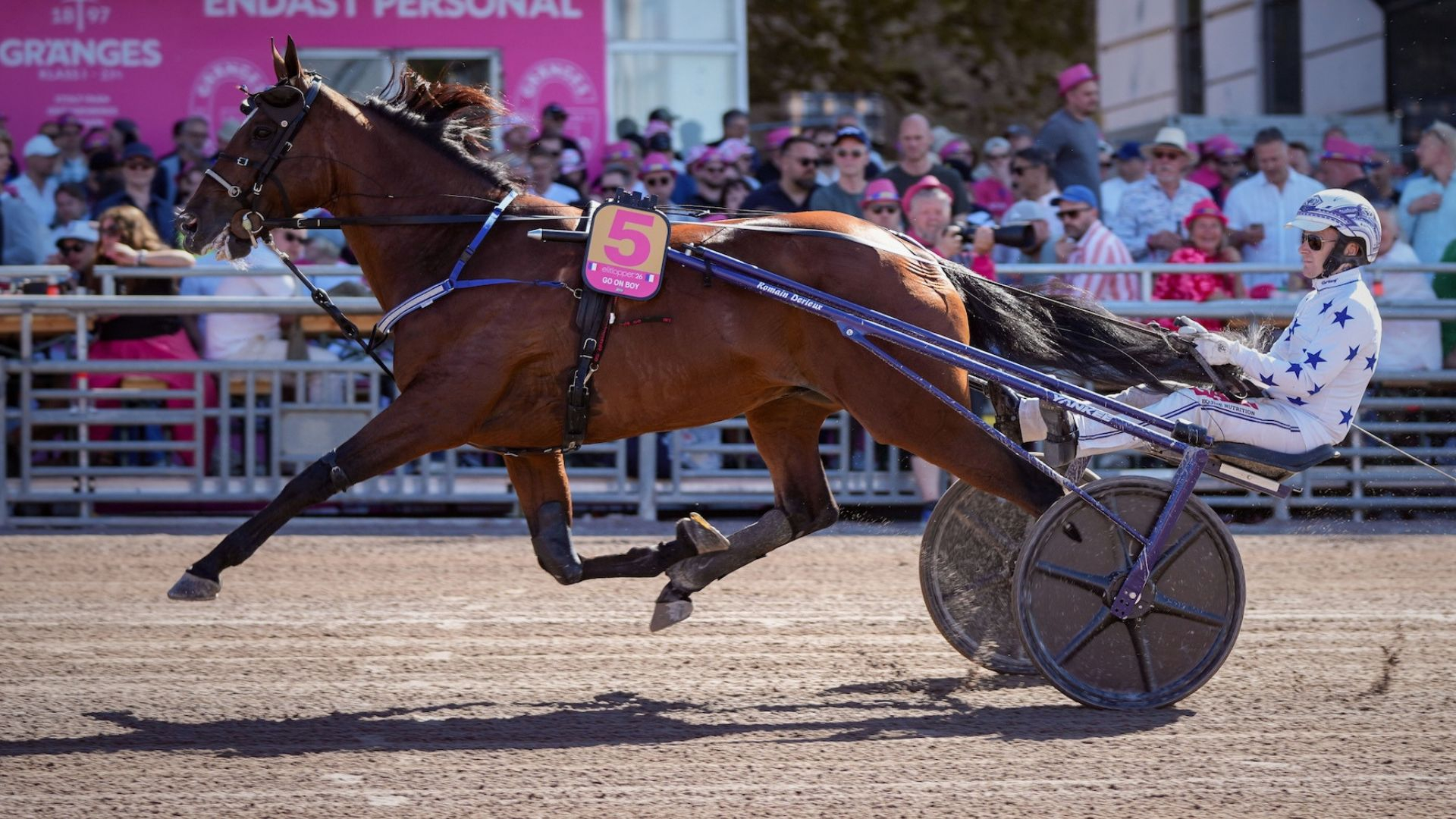 Go On Boy à Solvalla - © ScoopDyga