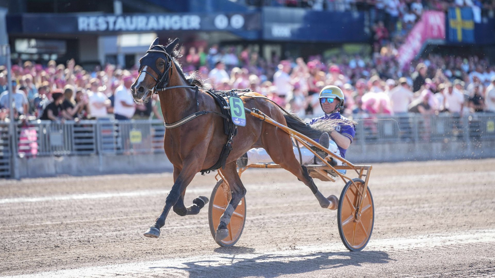 Grosbois, fils de Maharajah - ©Scoopdyga