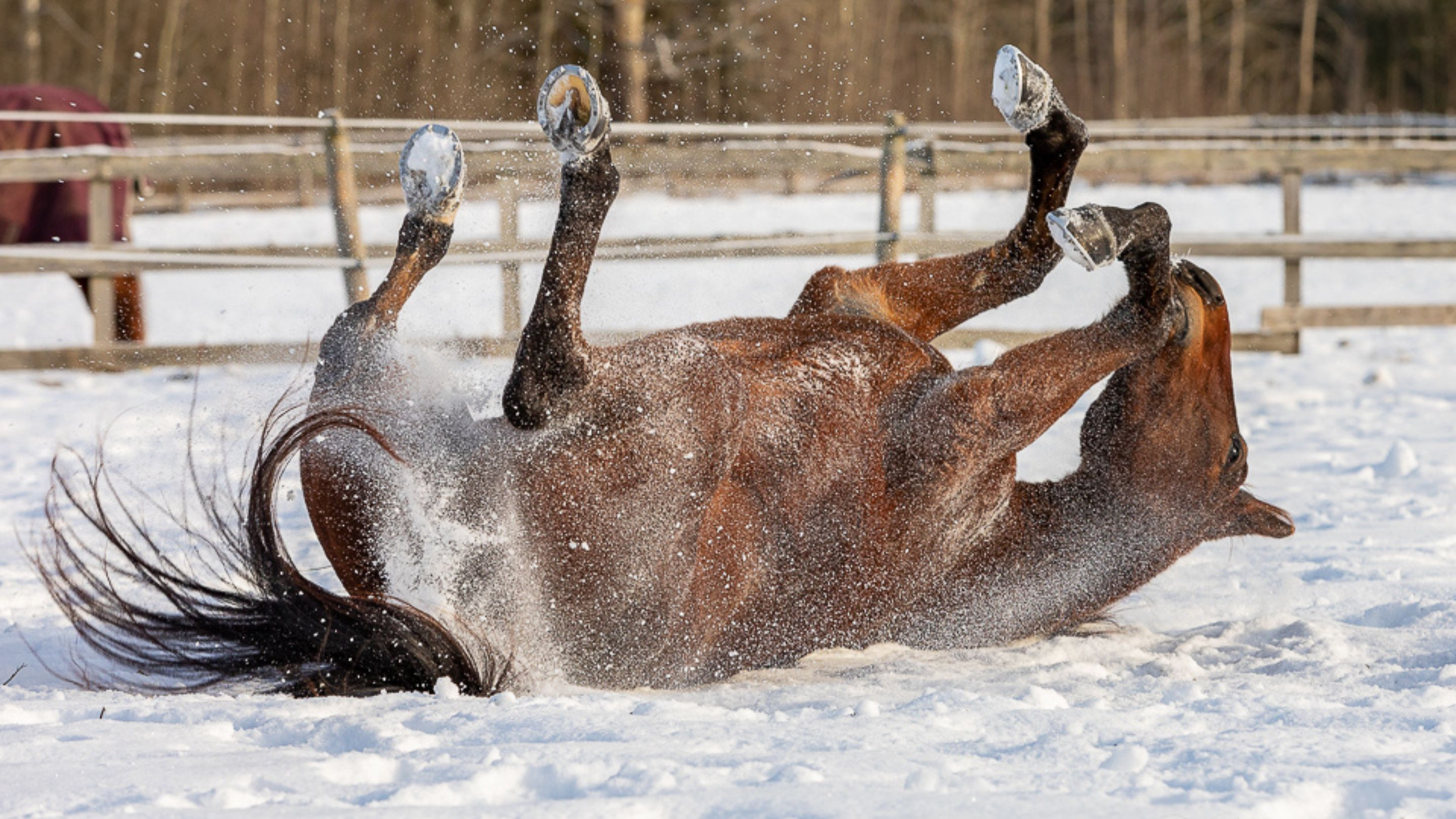 Les paysages enneigés sont souvent le quotidien des trotteurs en Suède - © Y. Welén