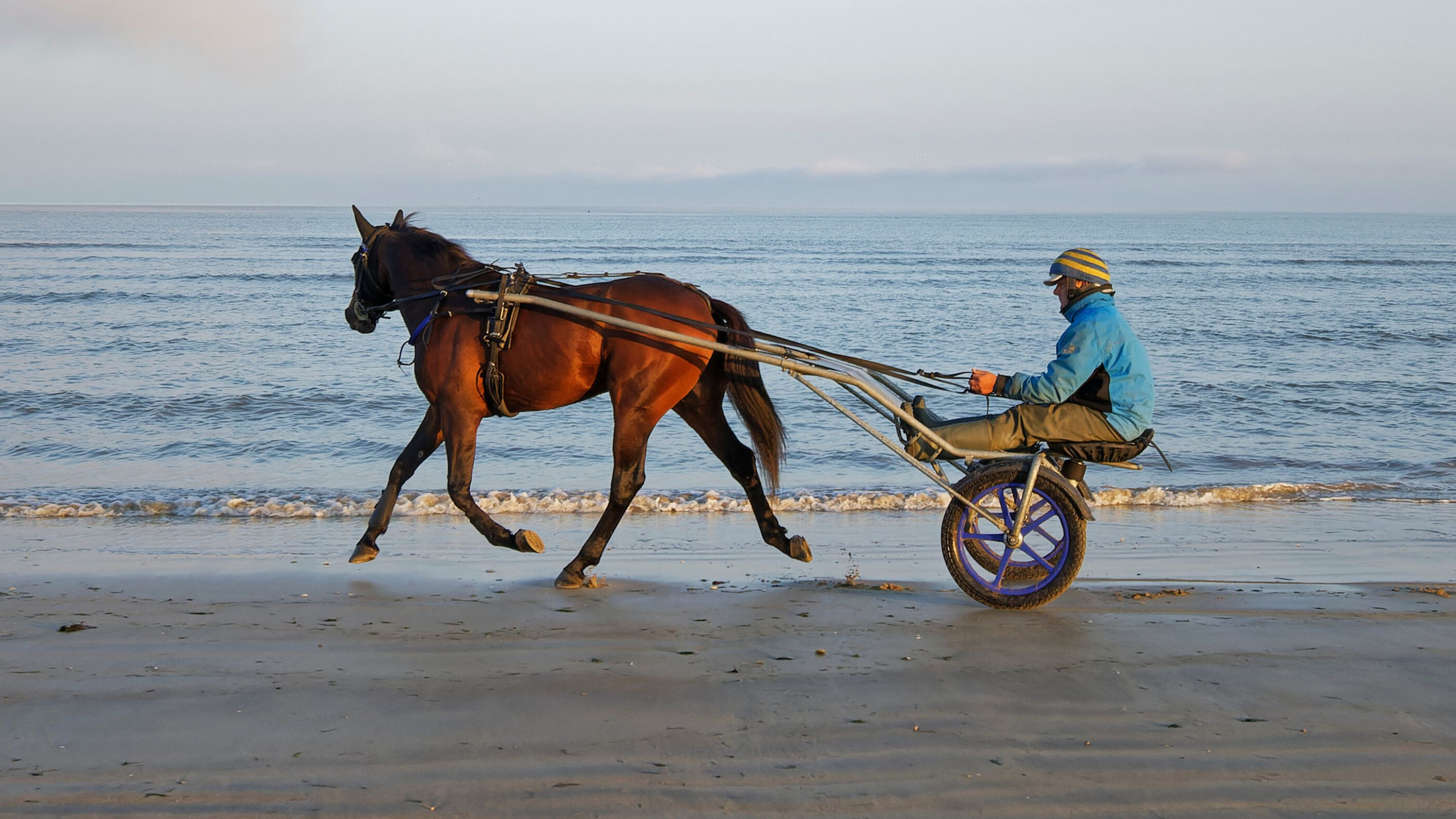 Hokkaido Jiel sur la plage - © J.-L. Lamaère/SETF