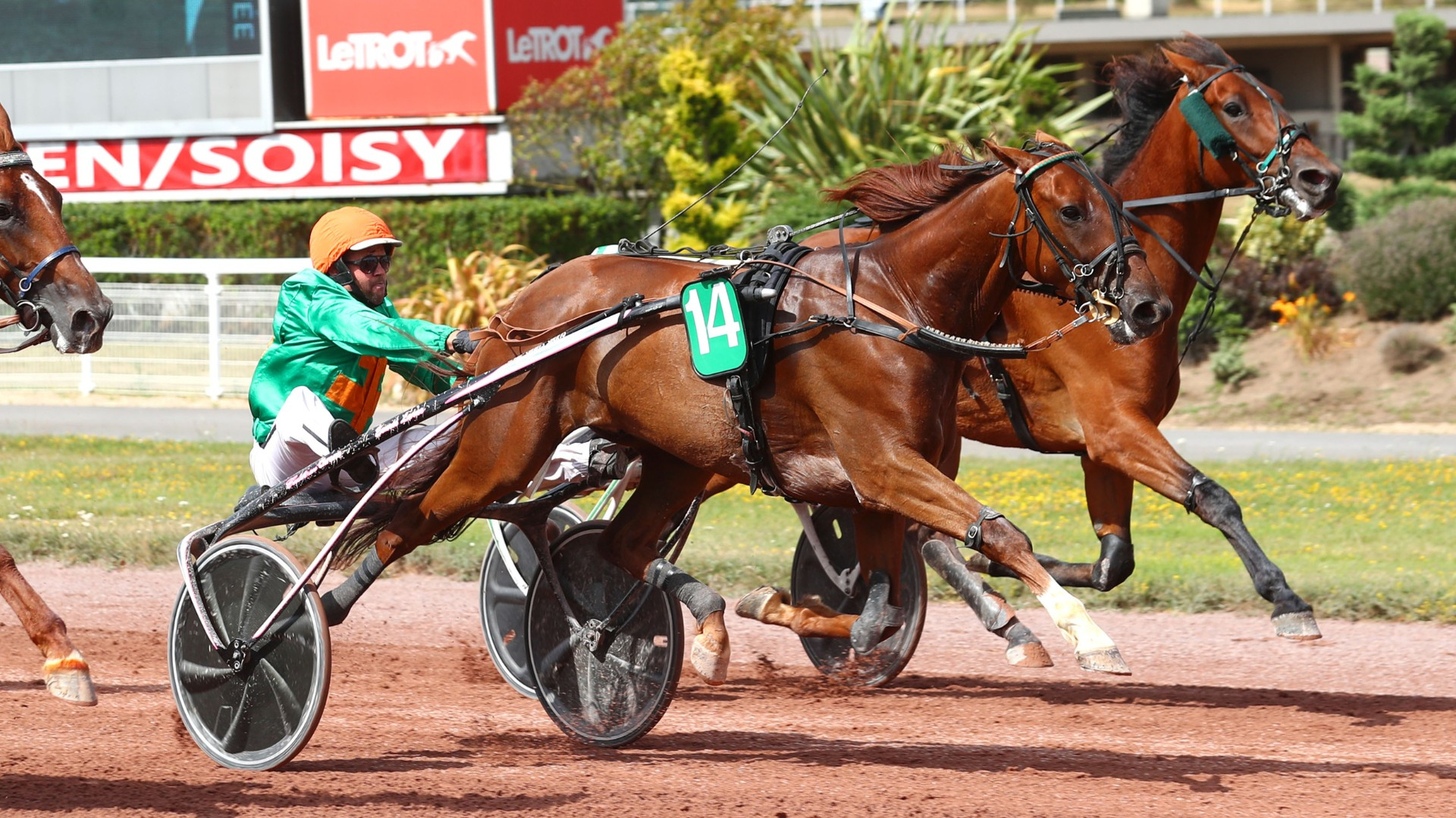 Ibiscus Man - ©Aprh