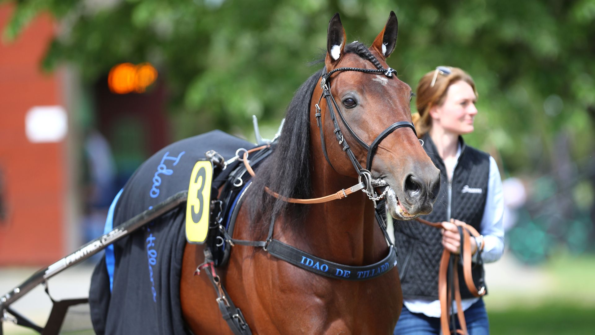 Idao de Tillard, actuel favori de l'Elitloppet - © Aprh