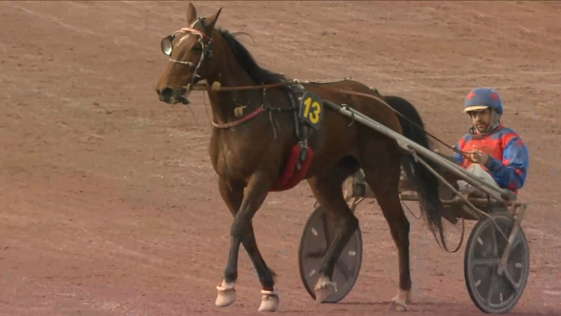 Ilaria Kily, ce mardi à Maure-de-Bretagne - © Equidia