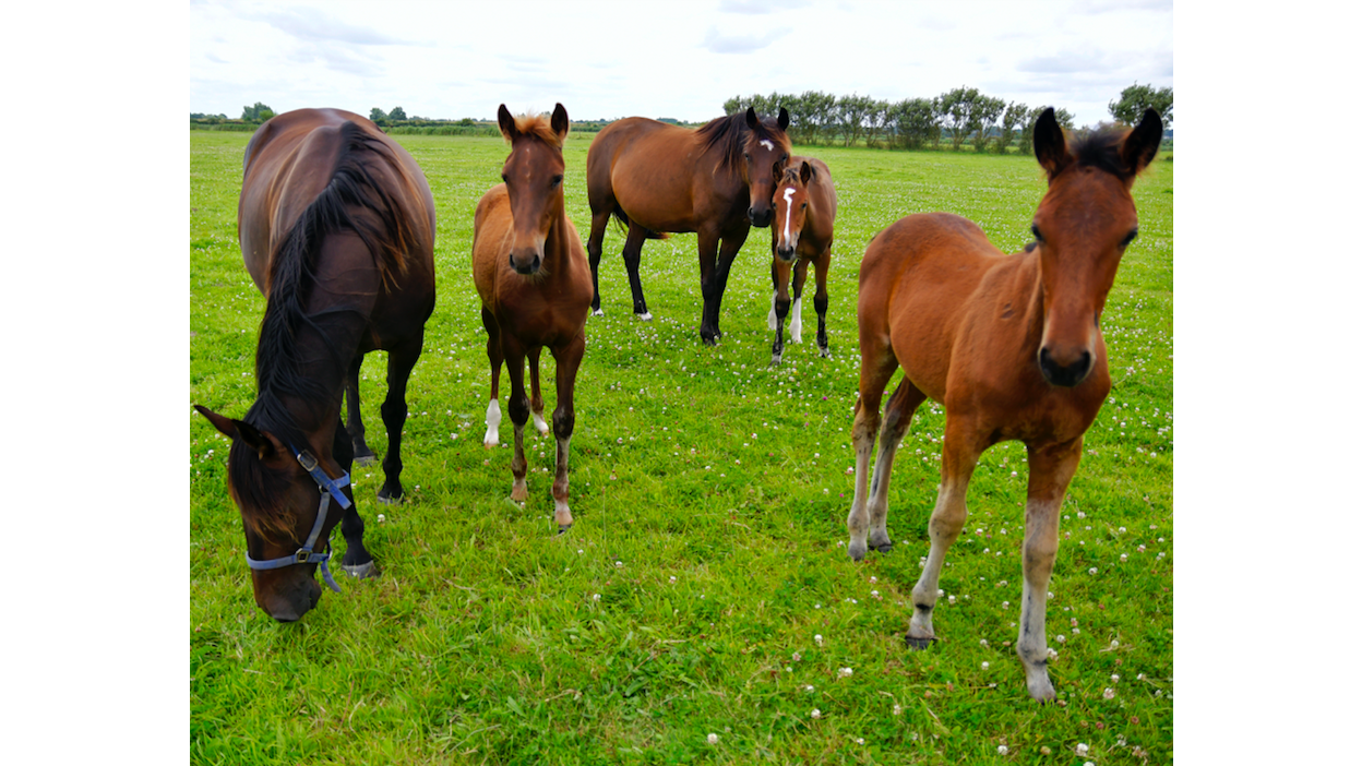 ©MK - Province Courses