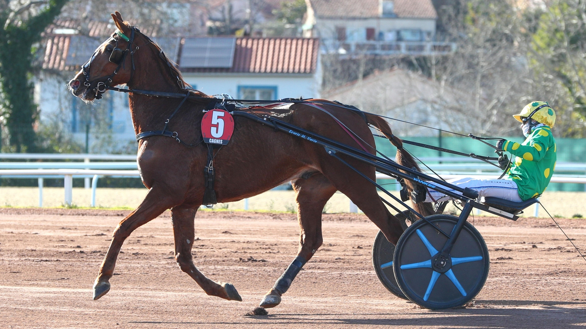 Impérator d'Ela à Cagnes-sur-Mer le 8 janvier dernier  - © ScoopDyga