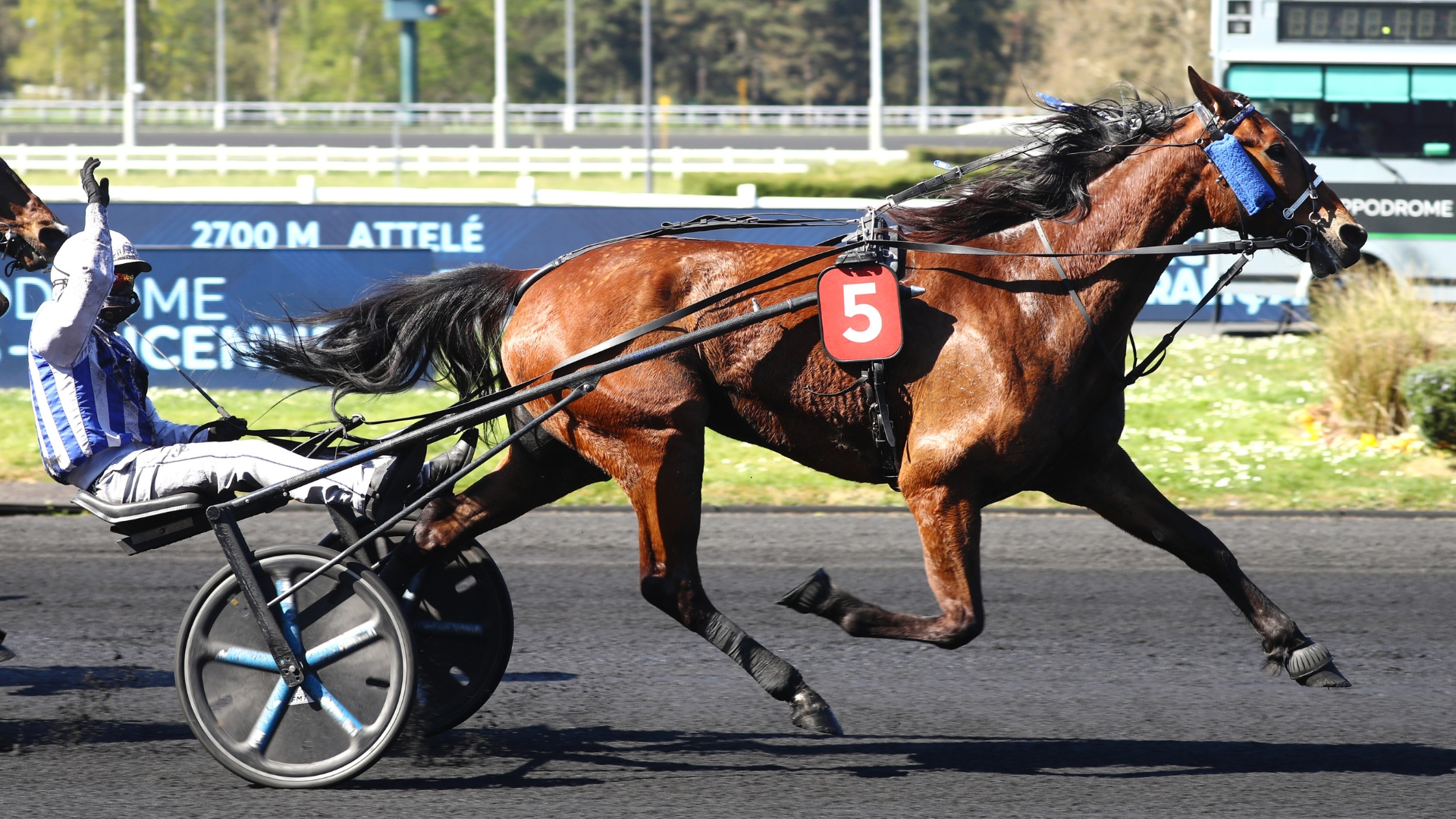 Inexess Bleu, lauréat du Px Kerjacques 2025 - © Aprh