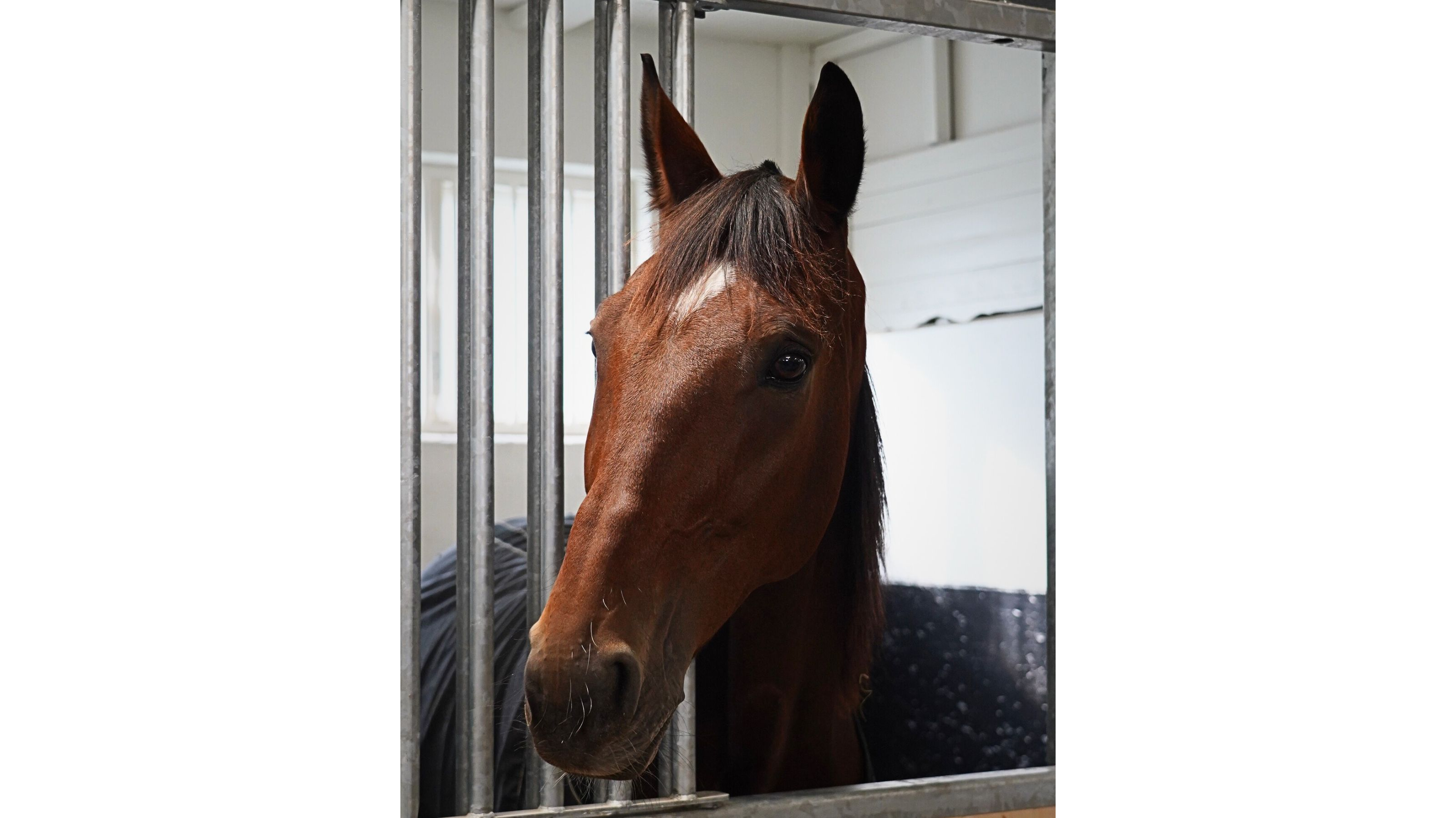 Inexess Bleu à Solvalla - © Province Courses