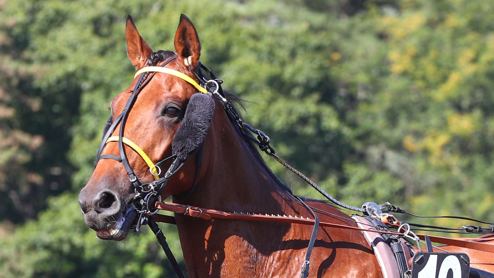 ©Scoopdyga - Ino du Lupin