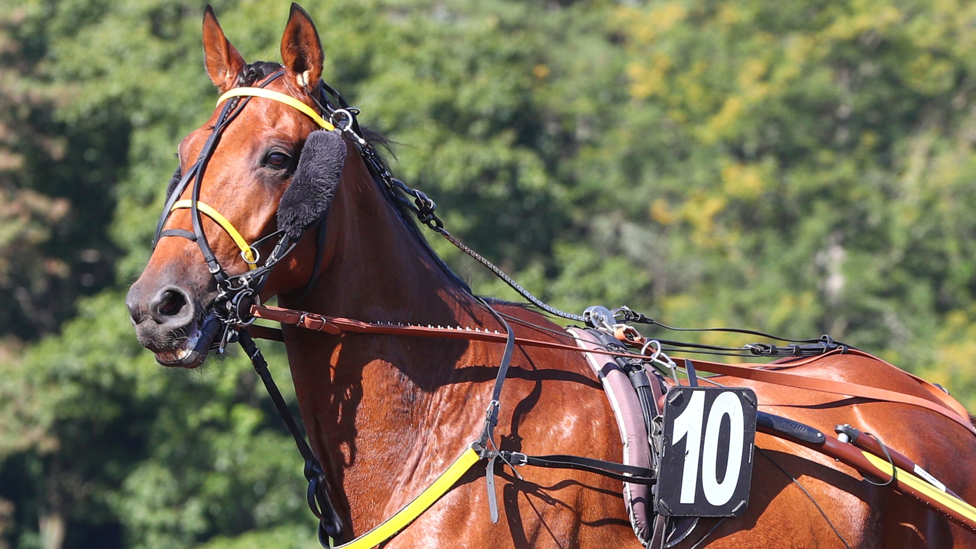 Ino du Lupin - © Aprh