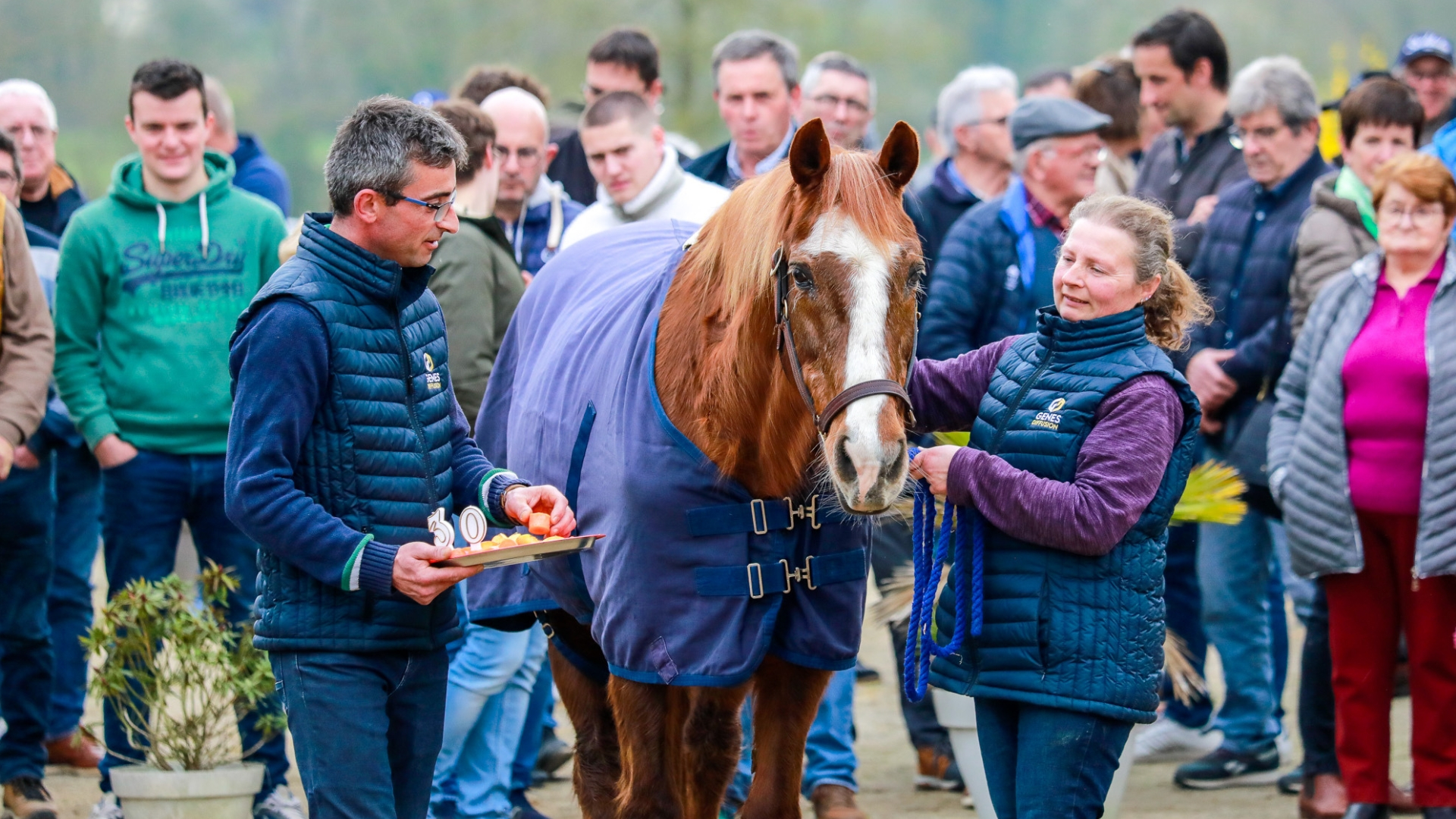 Insert Gédé fêté pour ses 30 ans - © Haras de Vaiges