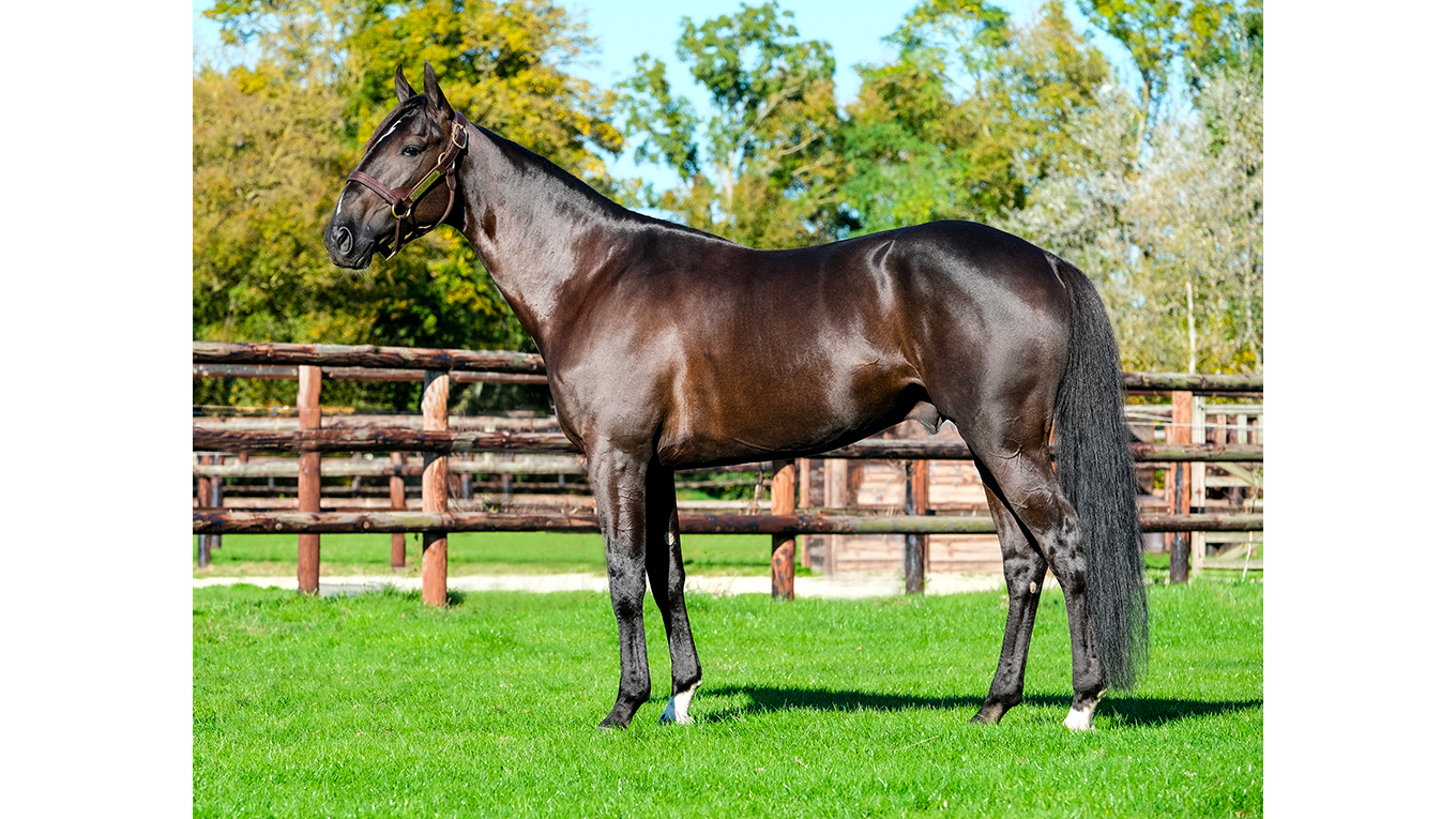 Izoard Vedaquais, le nouvel étalon le plus représenté - ©AgenceDollar/Bouttemont