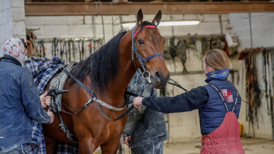 Jabalpur dans l'écurie de la famille Chavatte - © P. Lefaucheux/PC