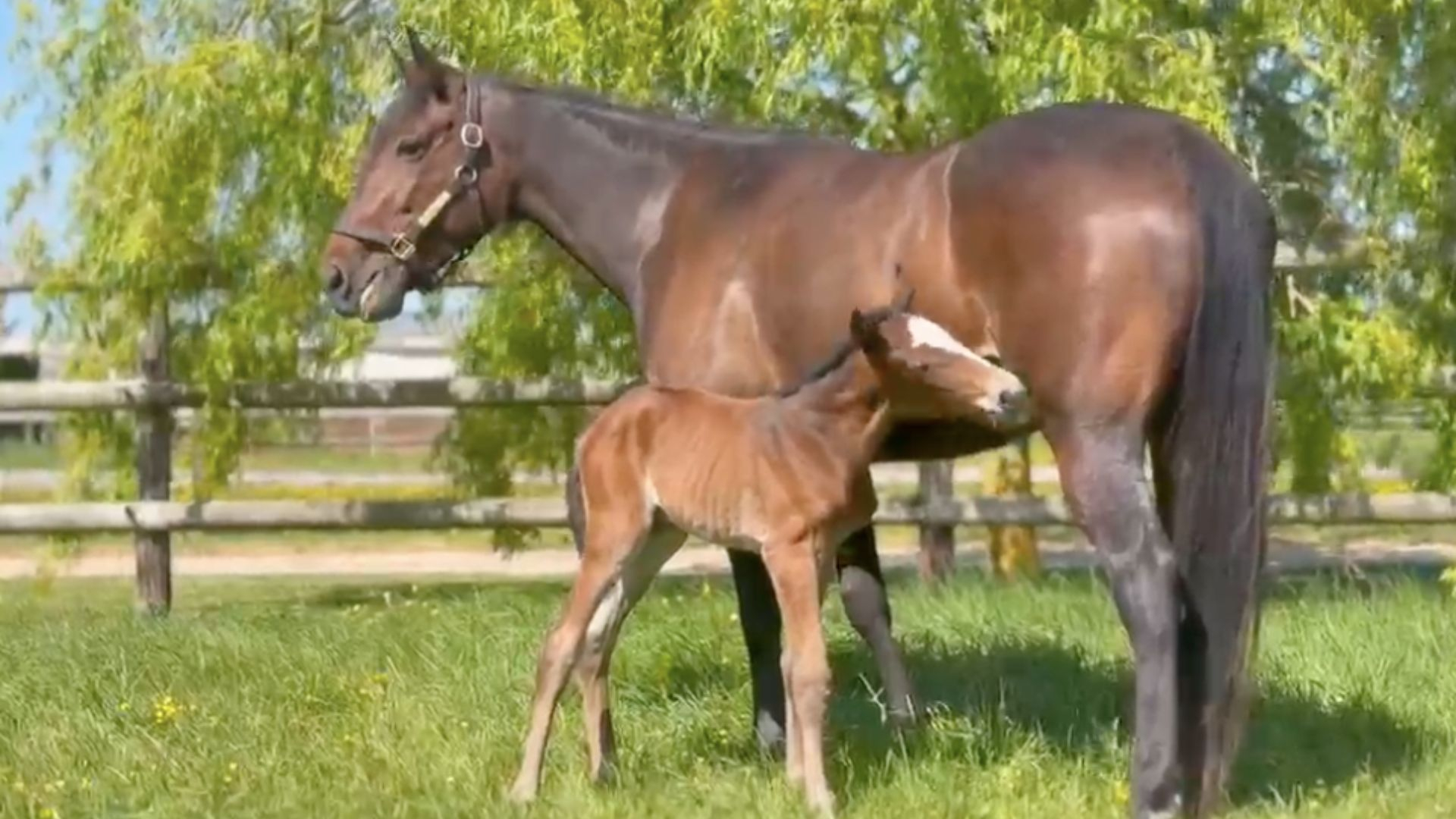 Joviality et sa foal par Face Time Bourbon - ©StallCourant