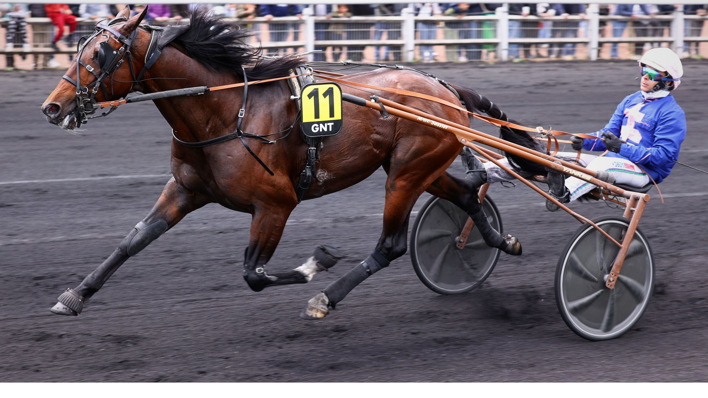 Kanto Avis dominateur - © Aprh