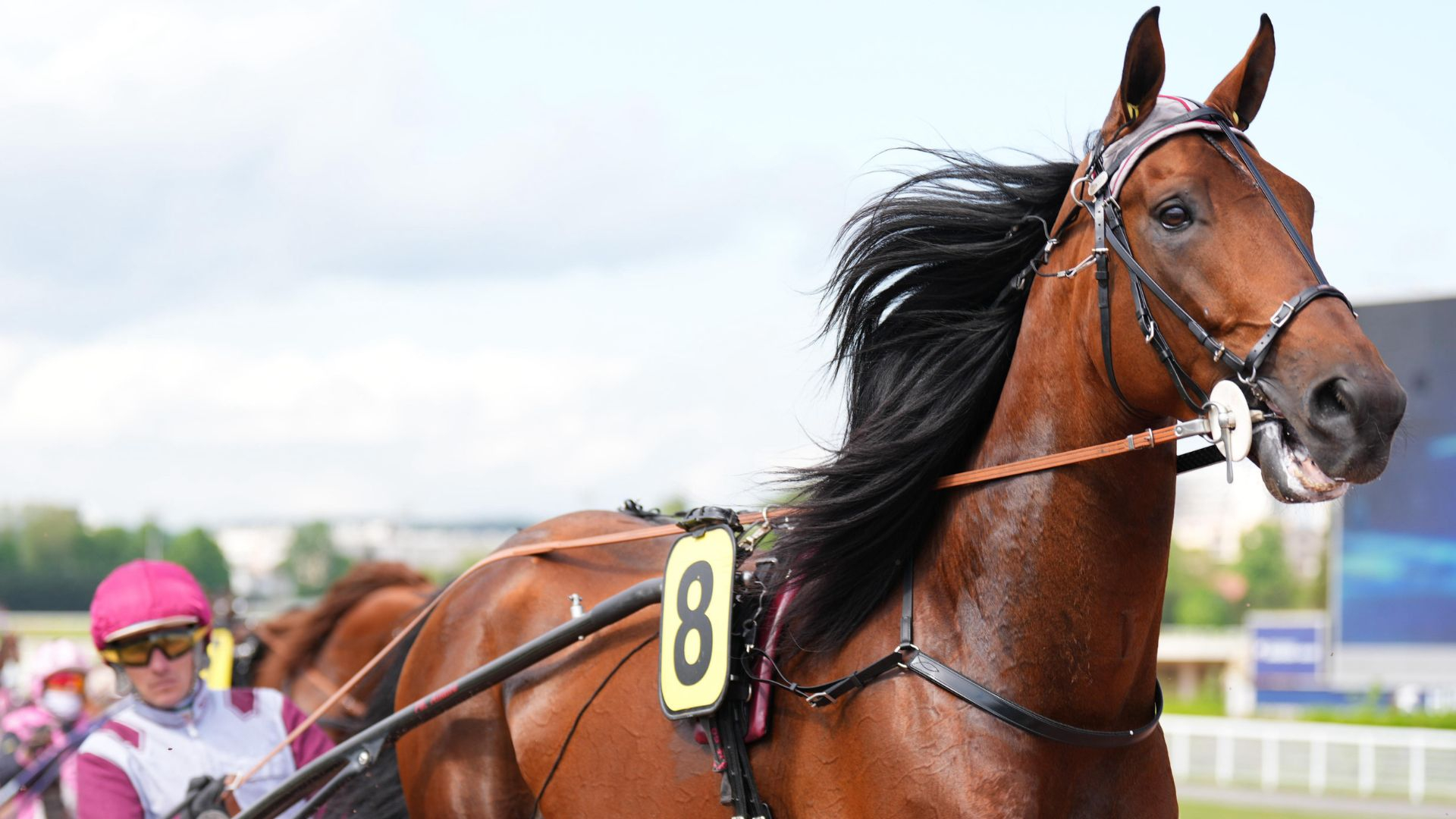 Koctel du Dain, engagé dans le Prix Chambon  P - © ScoopDyga