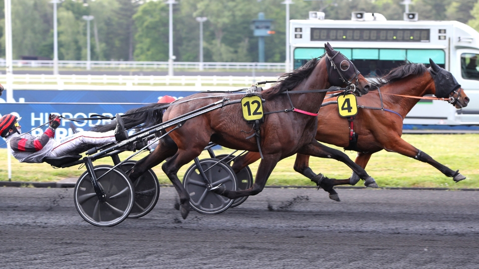 Lancier du Goutier - Lord du Gers