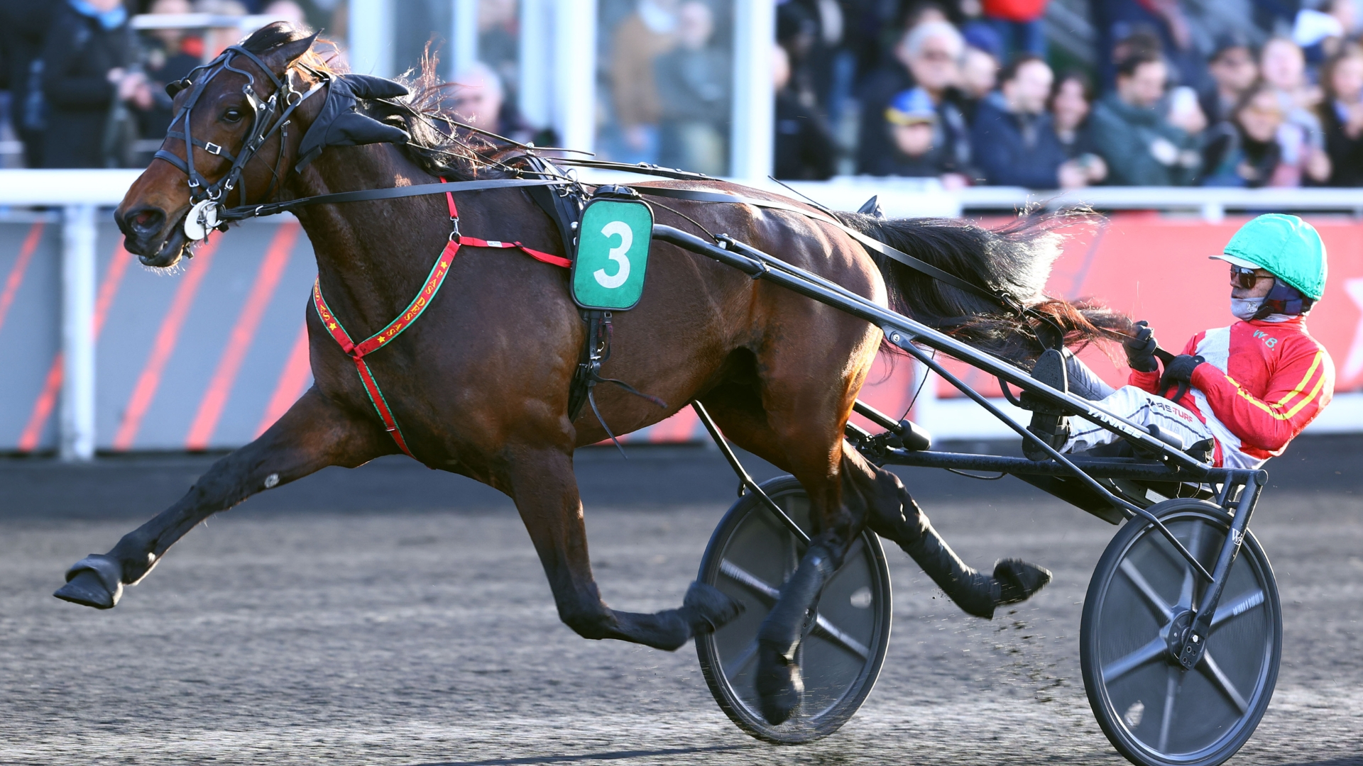 Le classique L'As Desbois, étalon au Haras de Vaiges - © Aprh