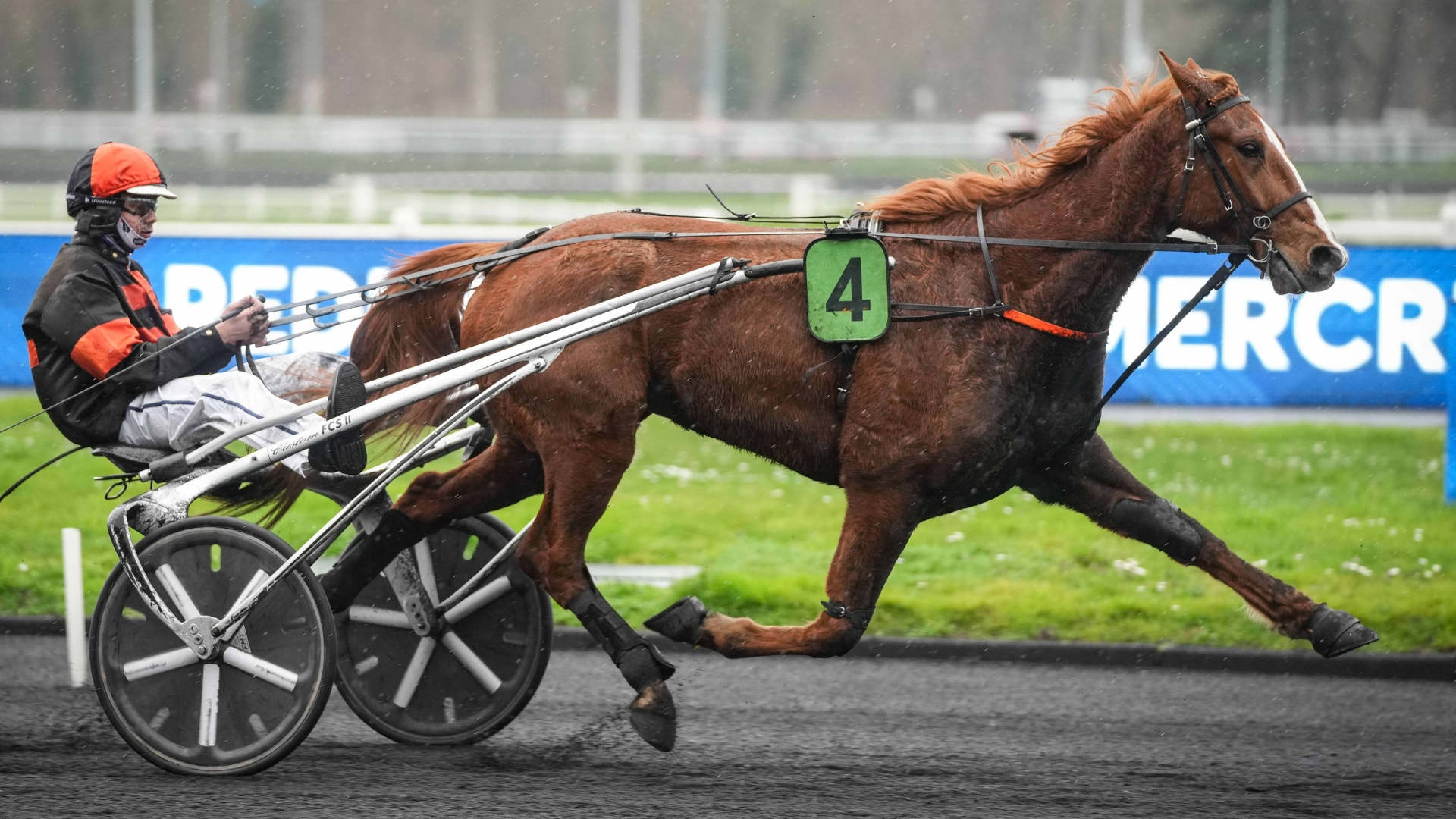 Le Caporal, candidat au succès dans le Prix 24h au trot - © ScoopDyga