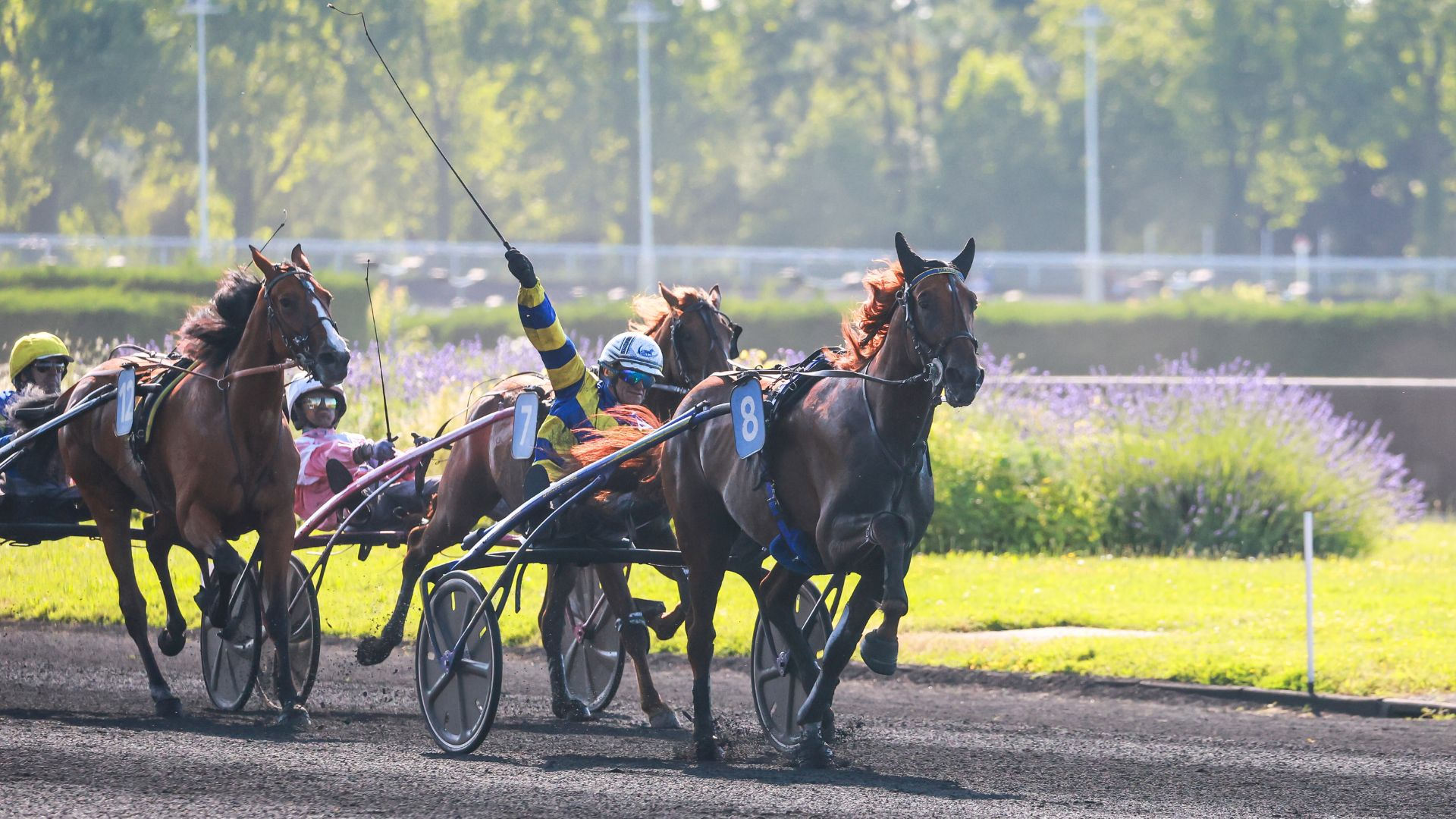 Son Groupe 1 attelé avec Lombok Jiel - © B. Vandevelde/SETF