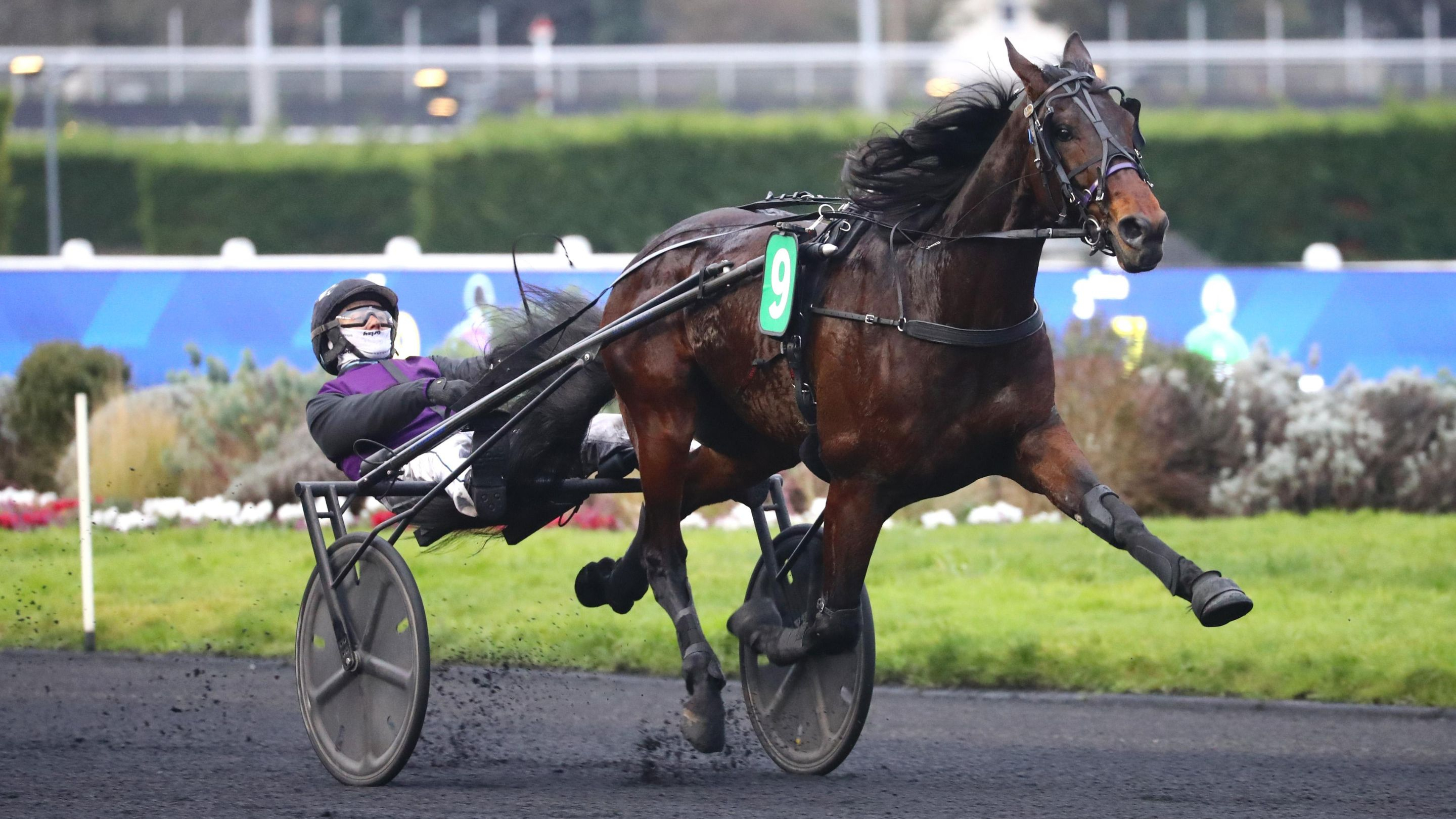 Lord du Bassin, un fils de Royal Dream - © ScoopDyga