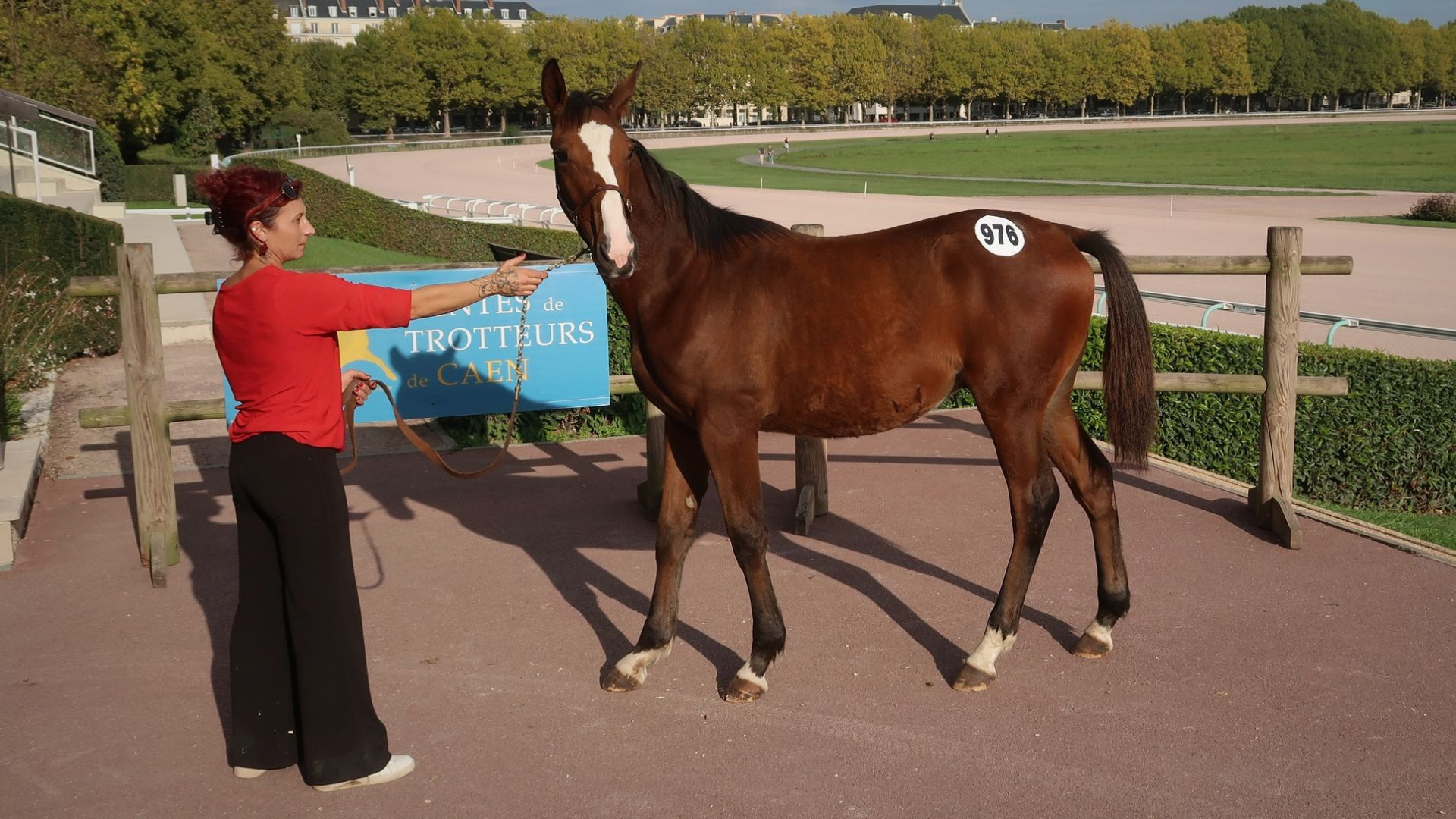 Quel Phyl Gédé (lot 976) vendu 35.000 € - © Province Courses