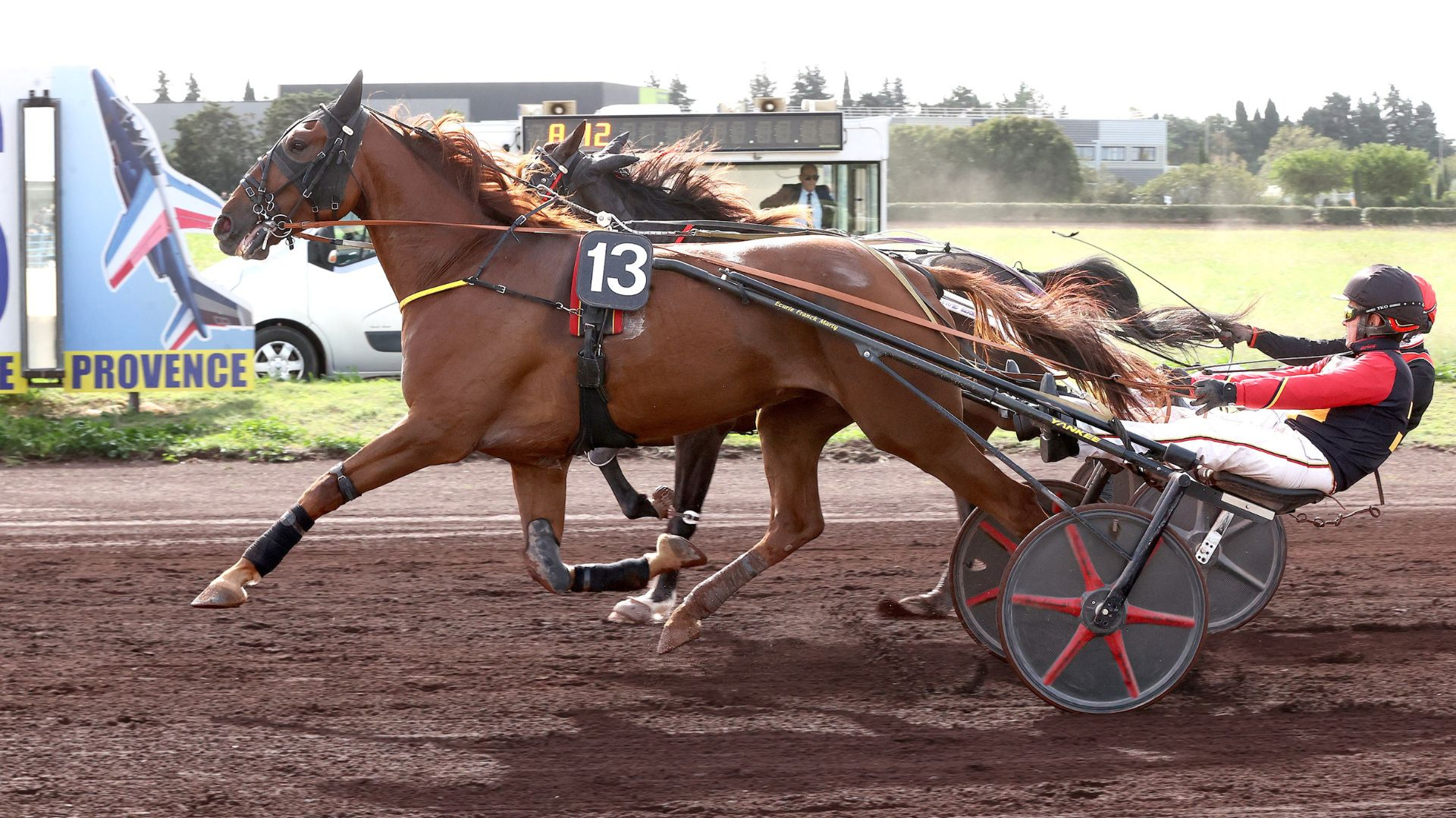 Loup Indien au premier plan - © Agence Couleur Casaques