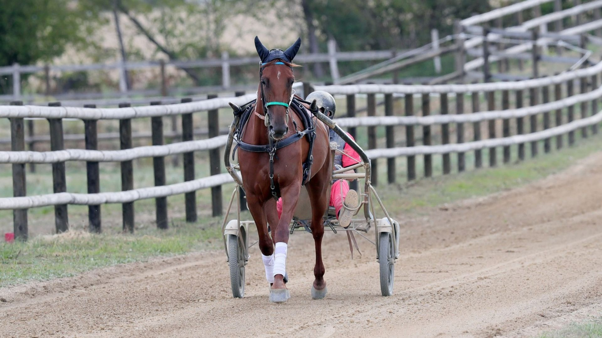 Lunella Léman sur le centre d'entraînement de Benoît Robin - © J.-C. Briens