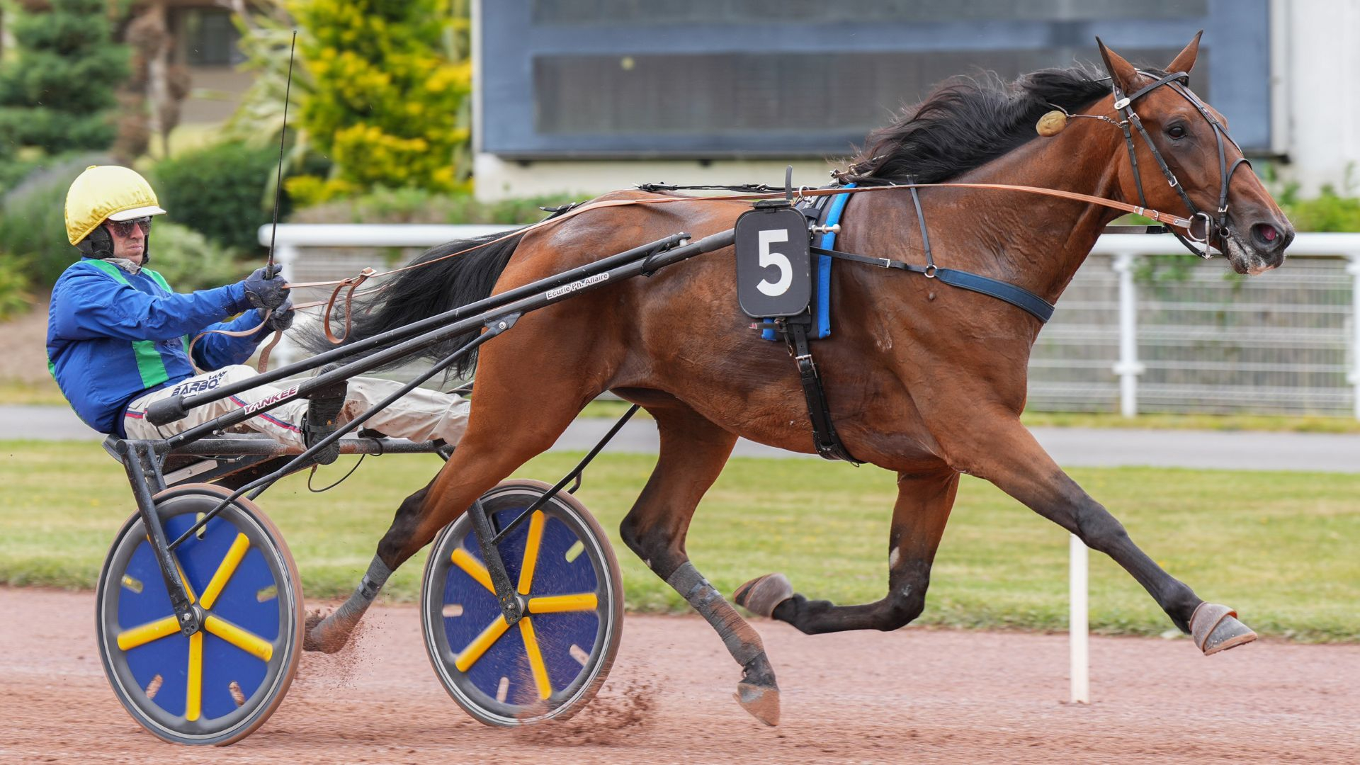 Mabellissime, un lot attendu de la Vente de Prestige 2026 - © Aprh