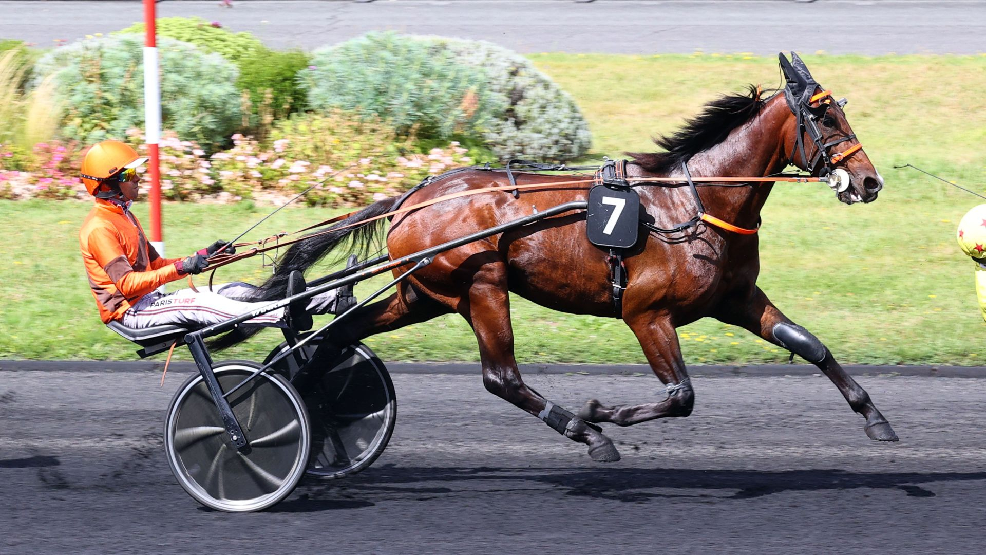 Magnum du Choquel - ©Aprh