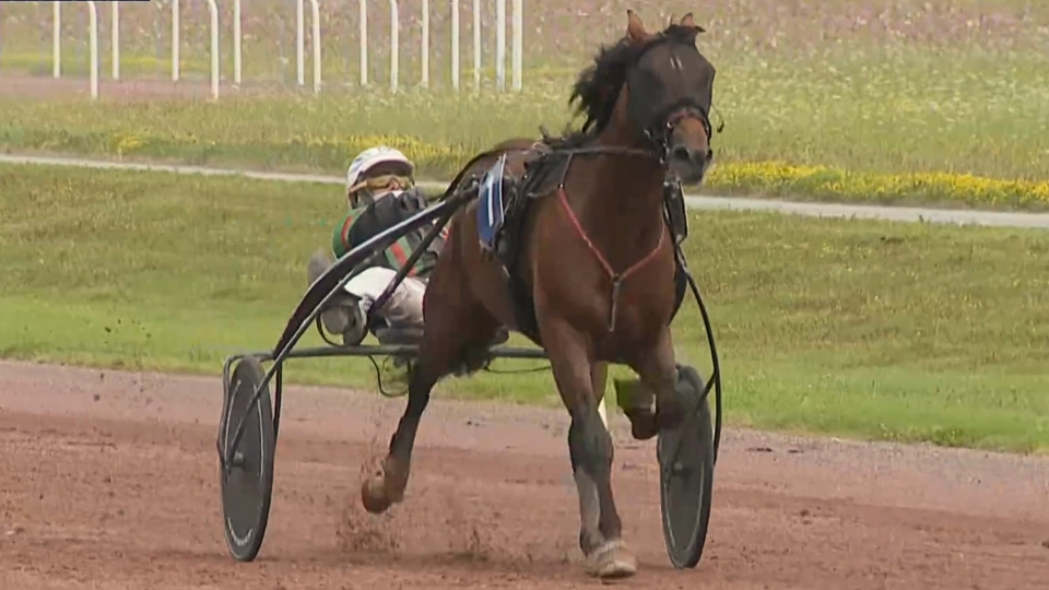 Mister Parker sans opposition à Mauquenchy- © Equidia